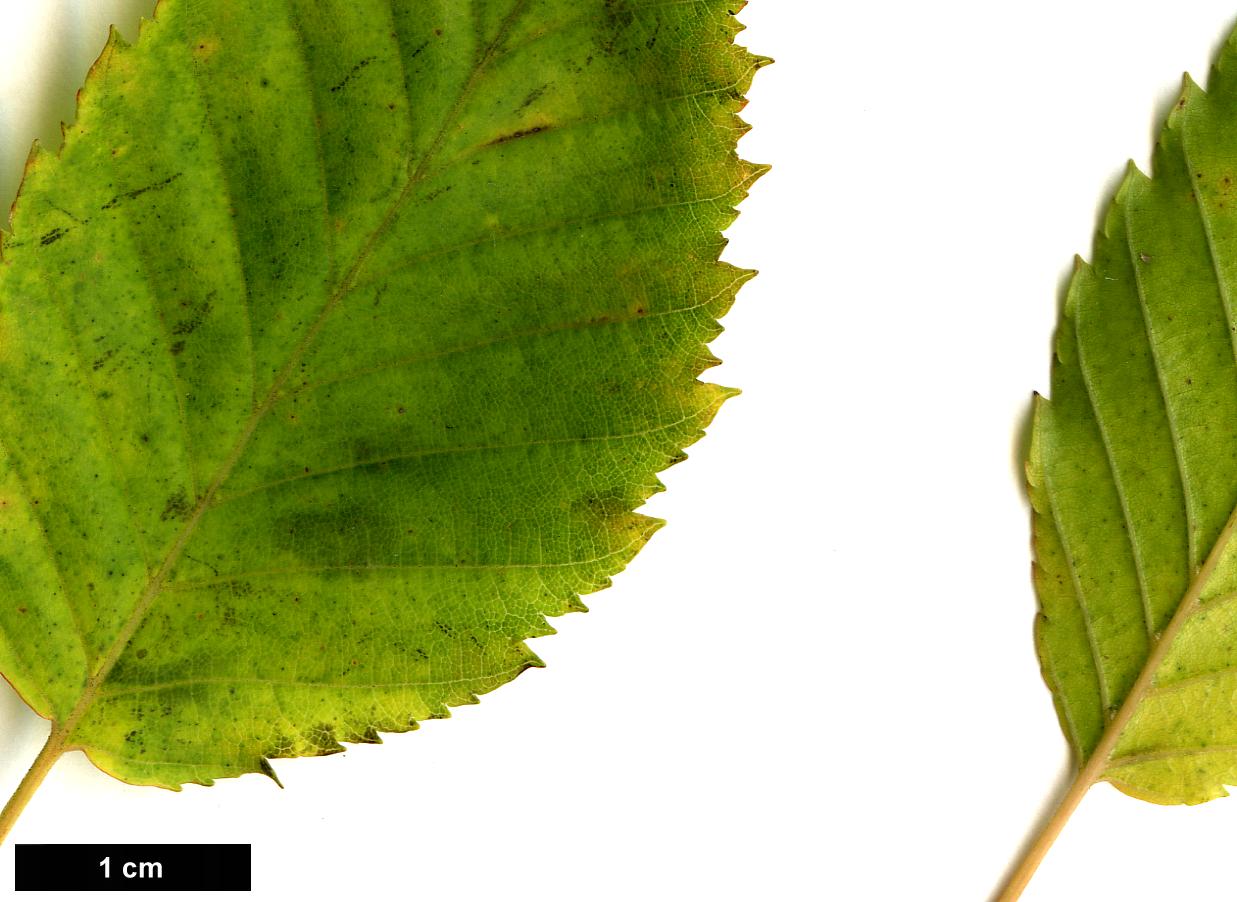 High resolution image: Family: Betulaceae - Genus: Carpinus - Taxon: laxiflora High resolution image: Family: Betulaceae - Genus: Carpinus - Taxon: laxiflora