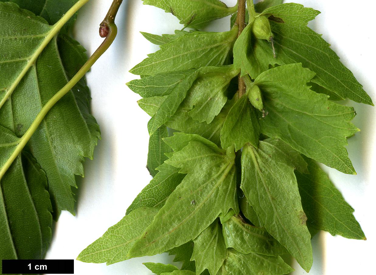 High resolution image: Family: Betulaceae - Genus: Carpinus - Taxon: laxiflora High resolution image: Family: Betulaceae - Genus: Carpinus - Taxon: laxiflora