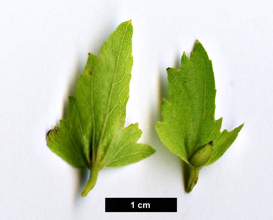 High resolution image: Family: Betulaceae - Genus: Carpinus - Taxon: laxiflora High resolution image: Family: Betulaceae - Genus: Carpinus - Taxon: laxiflora