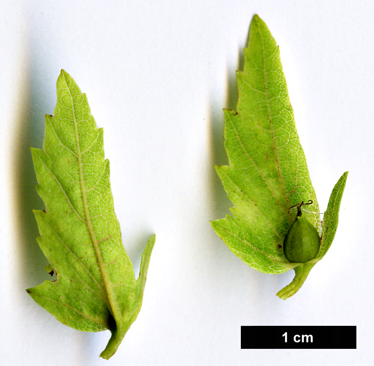 High resolution image: Family: Betulaceae - Genus: Carpinus - Taxon: laxiflora High resolution image: Family: Betulaceae - Genus: Carpinus - Taxon: laxiflora