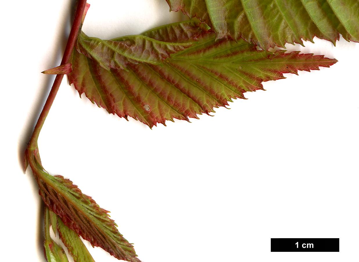 High resolution image: Family: Betulaceae - Genus: Carpinus - Taxon: laxiflora High resolution image: Family: Betulaceae - Genus: Carpinus - Taxon: laxiflora