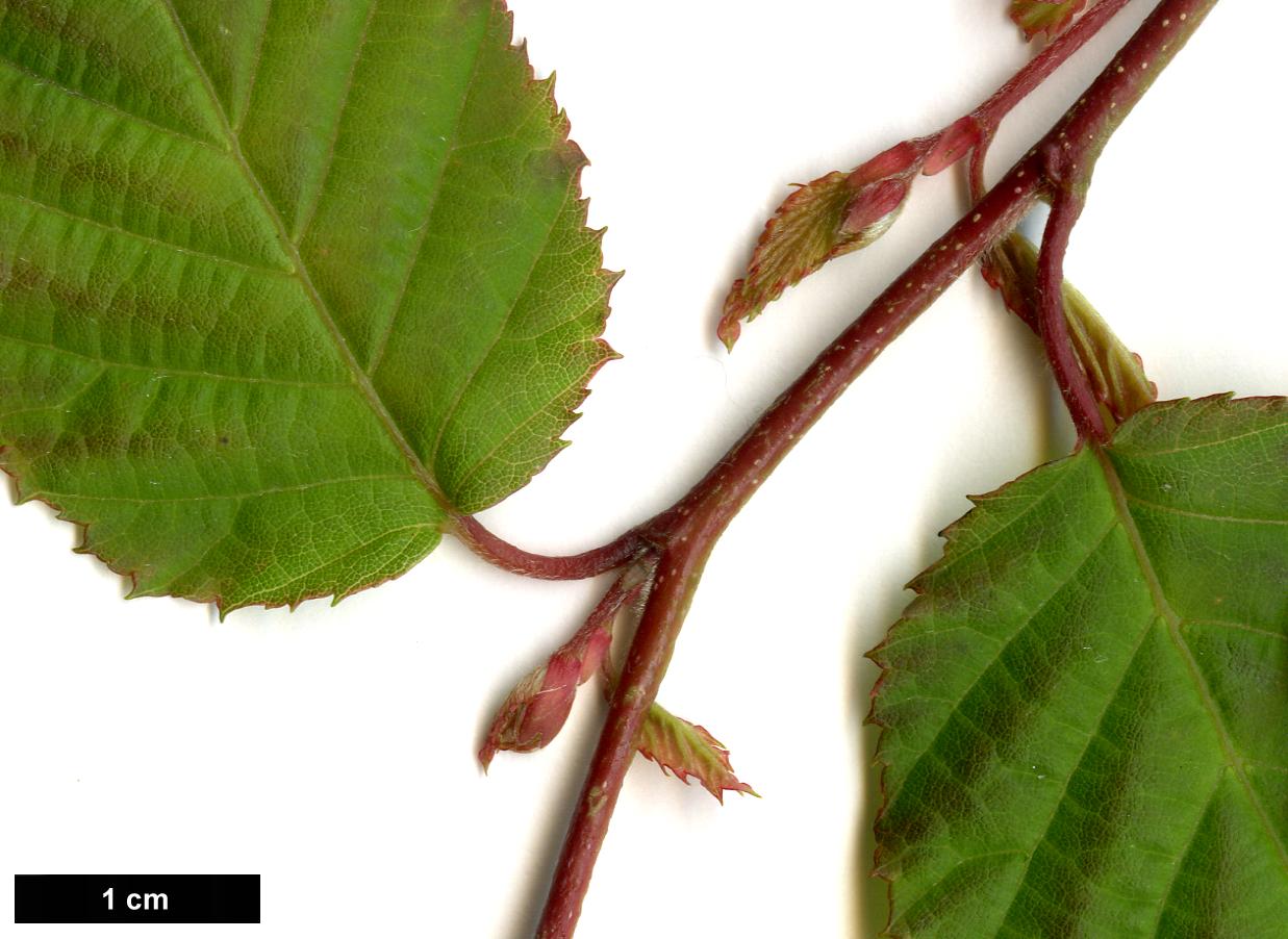 High resolution image: Family: Betulaceae - Genus: Carpinus - Taxon: laxiflora High resolution image: Family: Betulaceae - Genus: Carpinus - Taxon: laxiflora