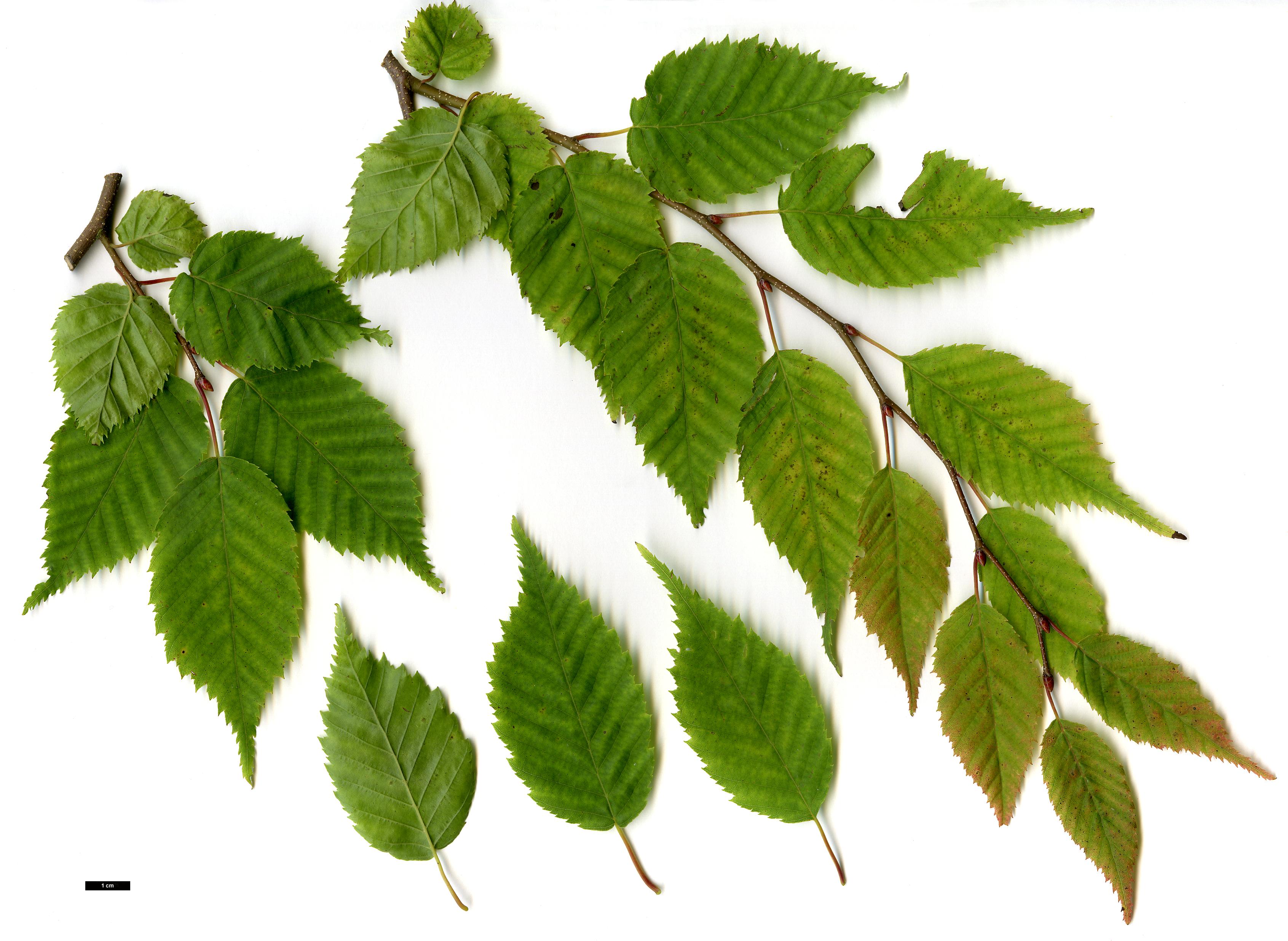 High resolution image: Family: Betulaceae - Genus: Carpinus - Taxon: laxiflora High resolution image: Family: Betulaceae - Genus: Carpinus - Taxon: laxiflora