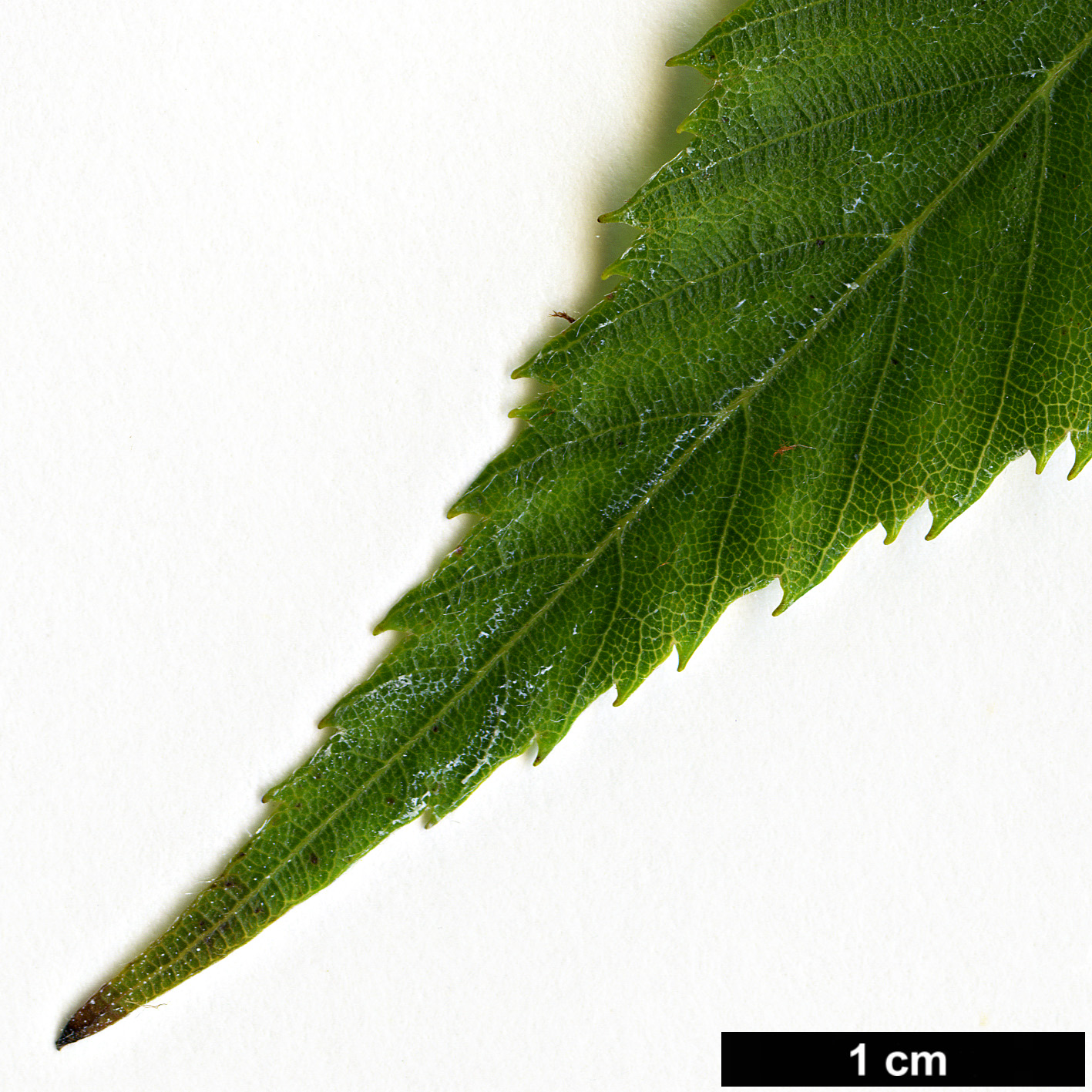 High resolution image: Family: Betulaceae - Genus: Carpinus - Taxon: omeiensis High resolution image: Family: Betulaceae - Genus: Carpinus - Taxon: omeiensis