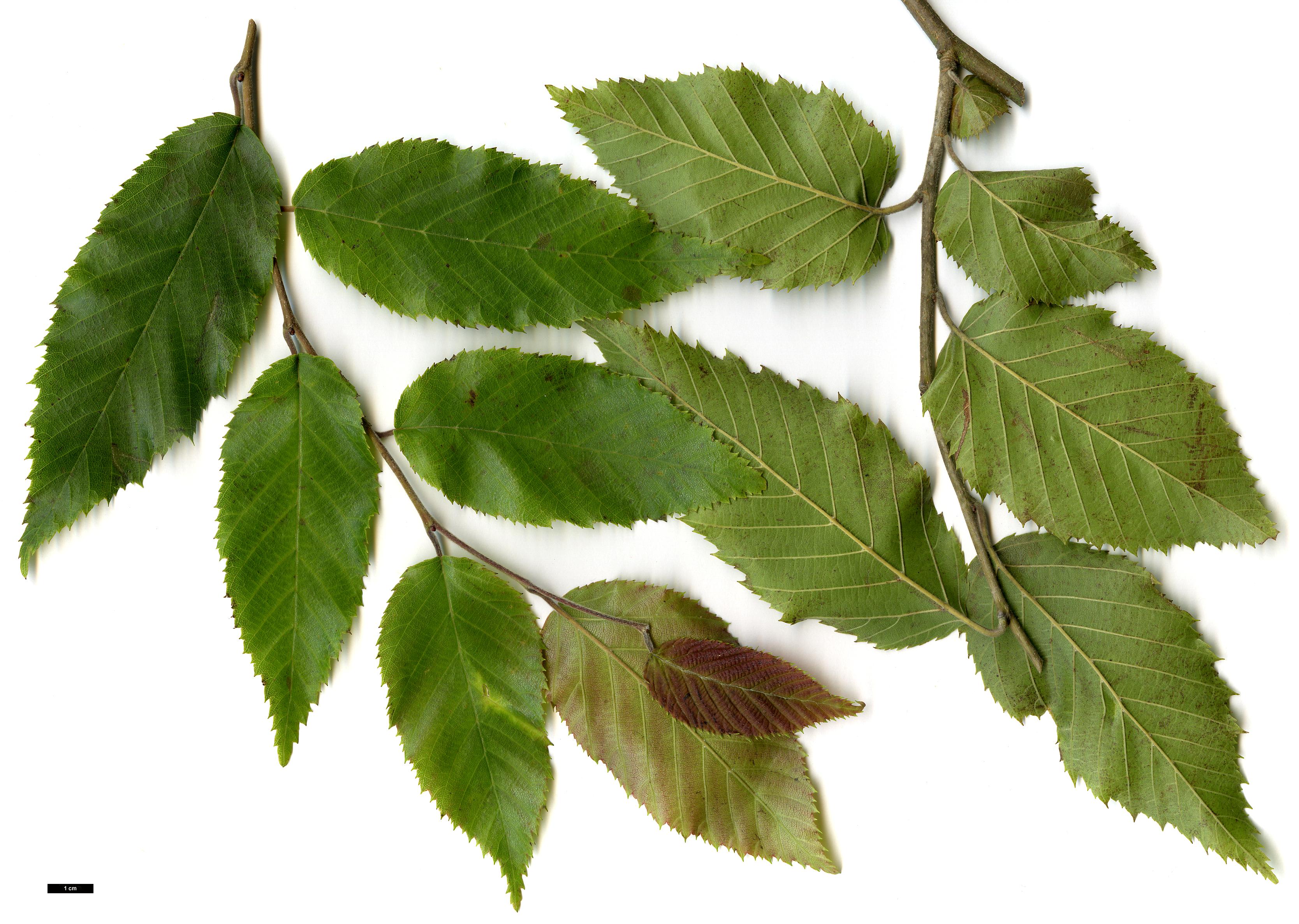 High resolution image: Family: Betulaceae - Genus: Carpinus - Taxon: pubescens High resolution image: Family: Betulaceae - Genus: Carpinus - Taxon: pubescens