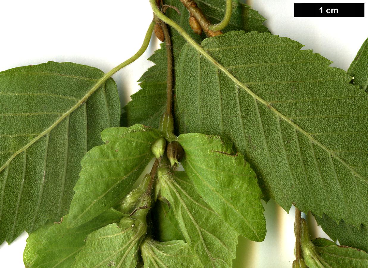 High resolution image: Family: Betulaceae - Genus: Carpinus - Taxon: turczaninowii