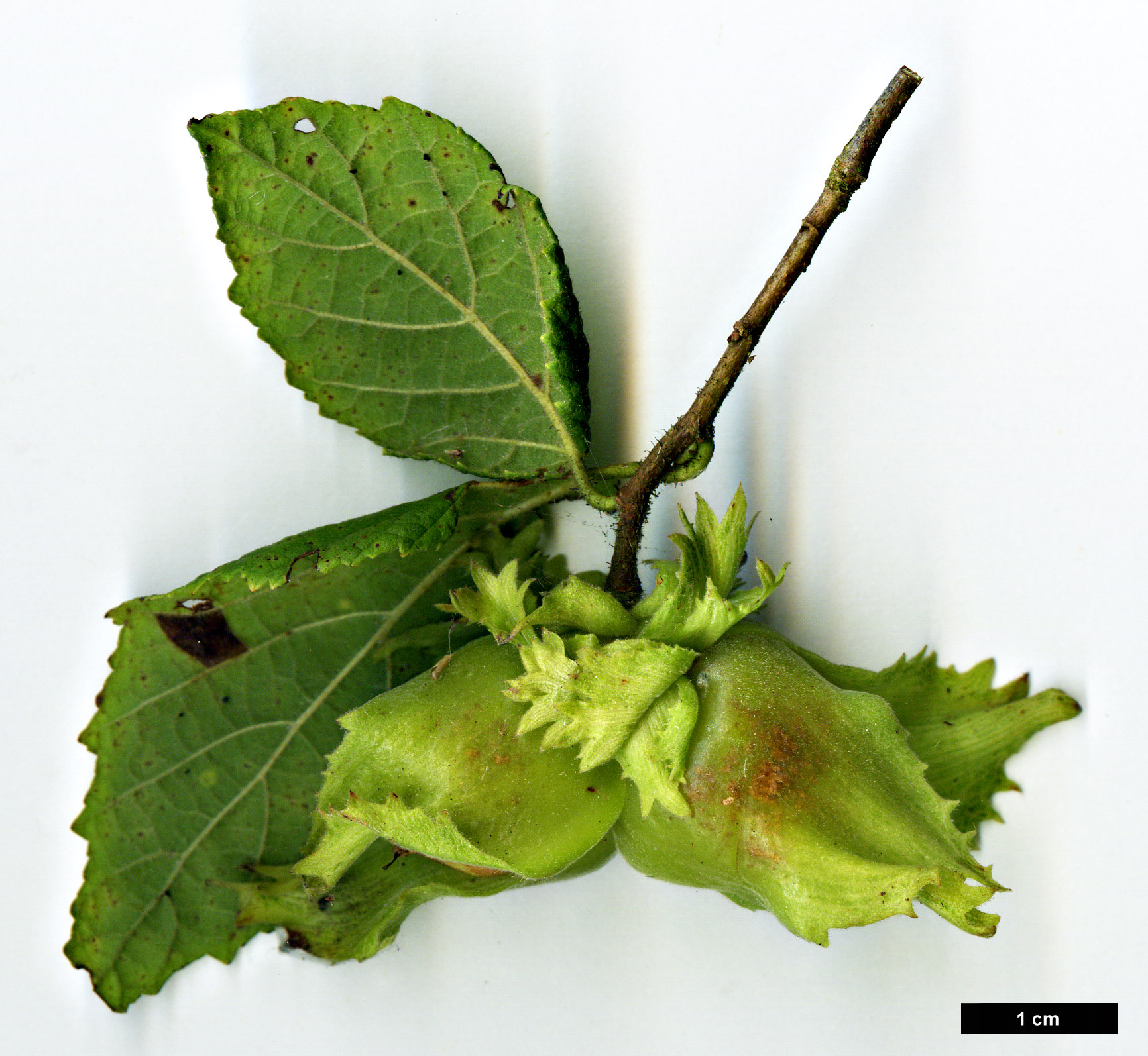 High resolution image: Family: Betulaceae - Genus: Corylus - Taxon: americana