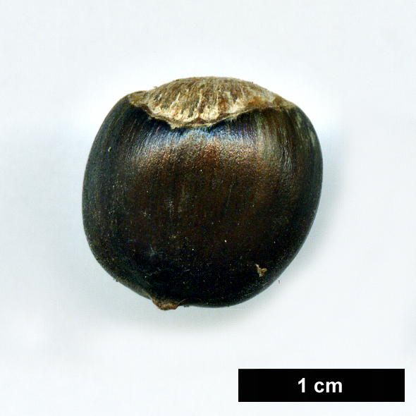 High resolution image: Family: Betulaceae - Genus: Corylus - Taxon: americana