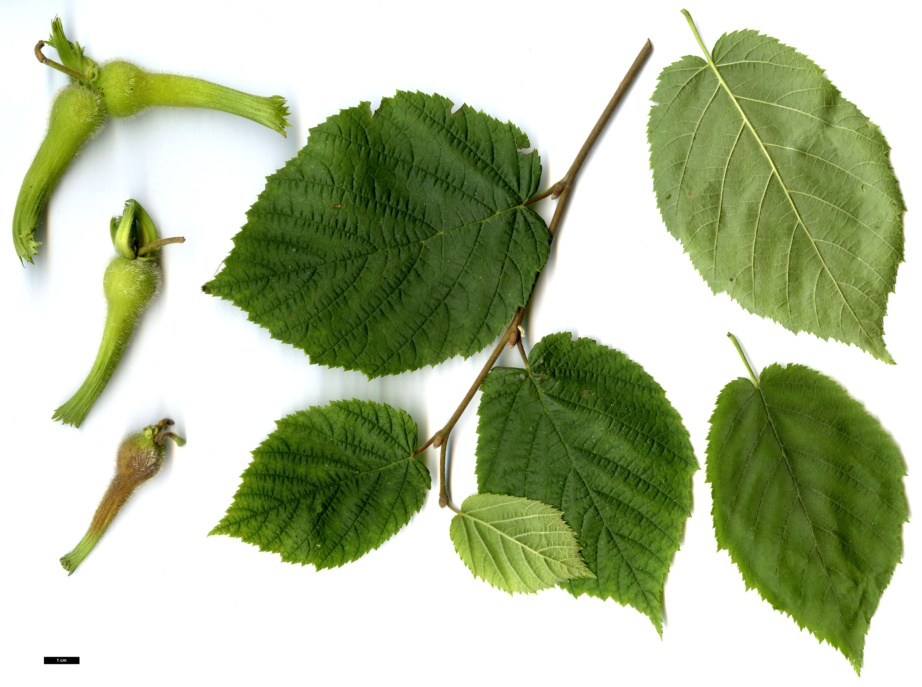 High resolution image: Family: Betulaceae - Genus: Corylus - Taxon: cornuta