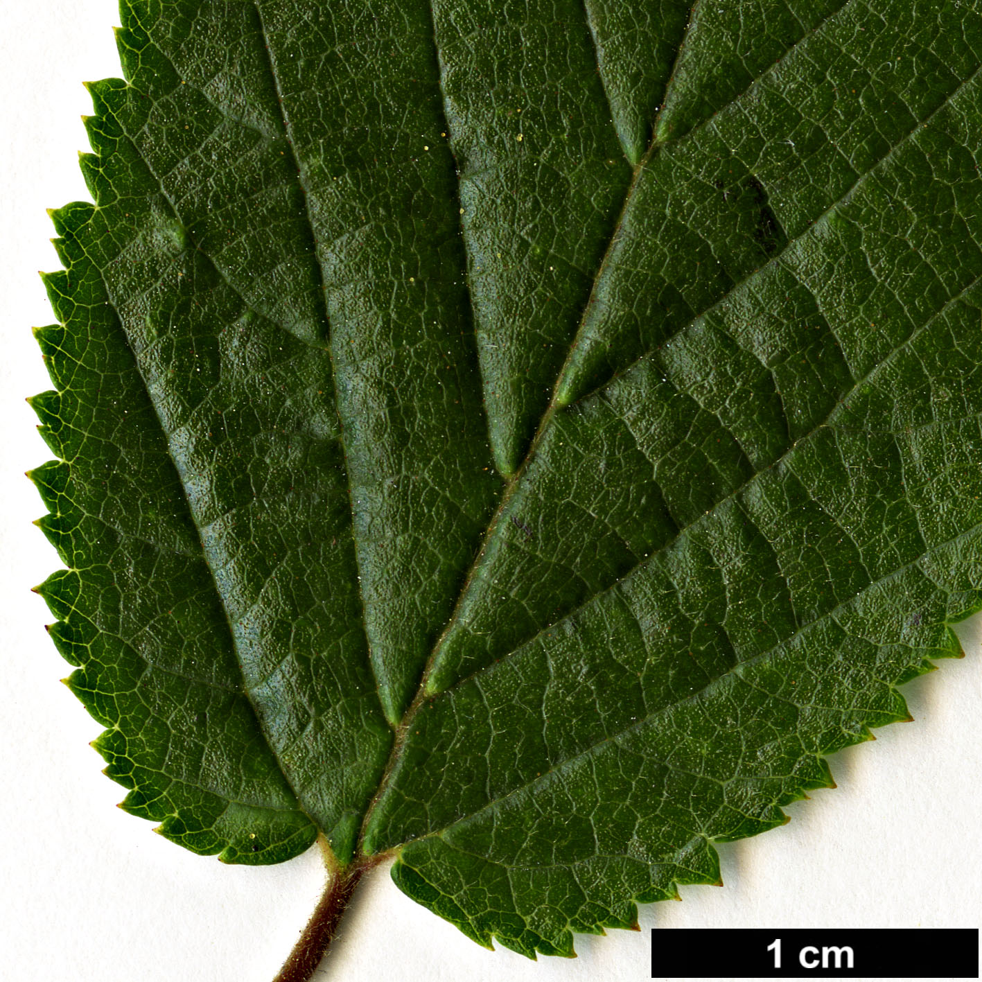 High resolution image: Family: Betulaceae - Genus: Ostryopsis - Taxon: davidiana High resolution image: Family: Betulaceae - Genus: Ostryopsis - Taxon: davidiana