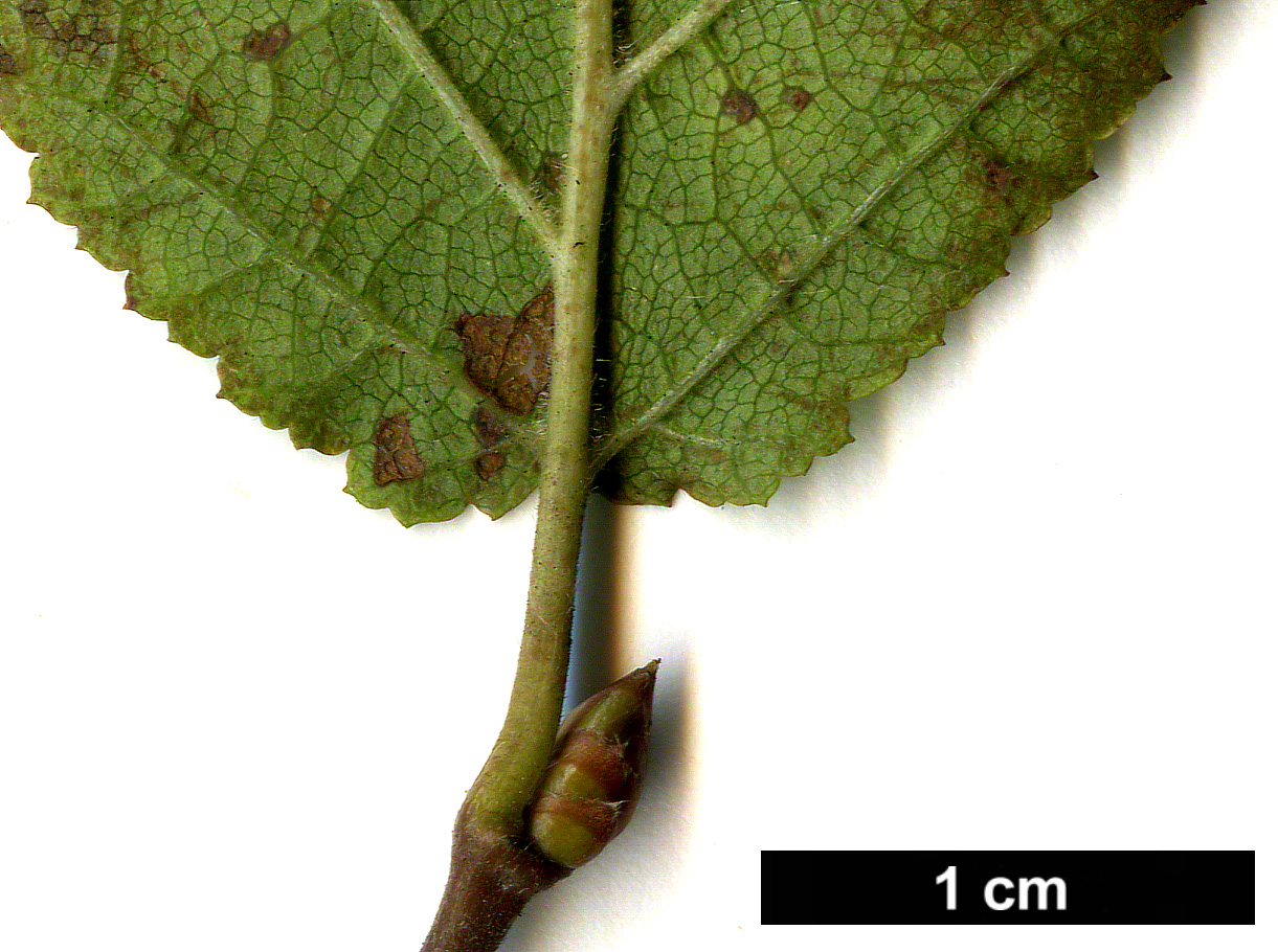 High resolution image: Family: Betulaceae - Genus: Ostryopsis - Taxon: davidiana High resolution image: Family: Betulaceae - Genus: Ostryopsis - Taxon: davidiana