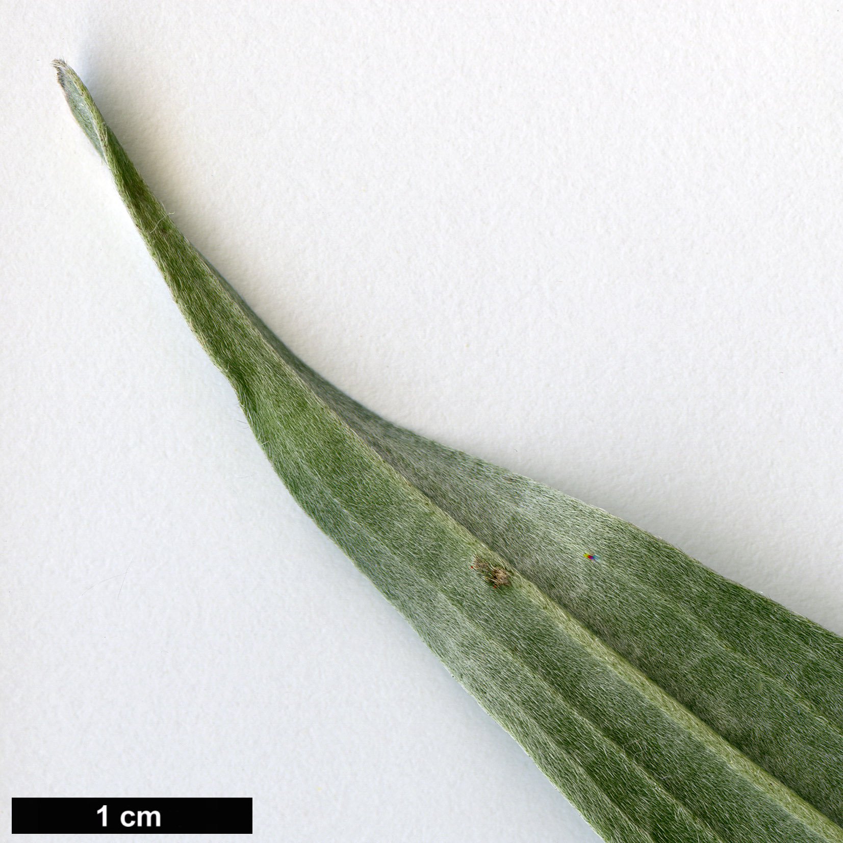 High resolution image: Family: Boraginaceae - Genus: Echium - Taxon: simplex