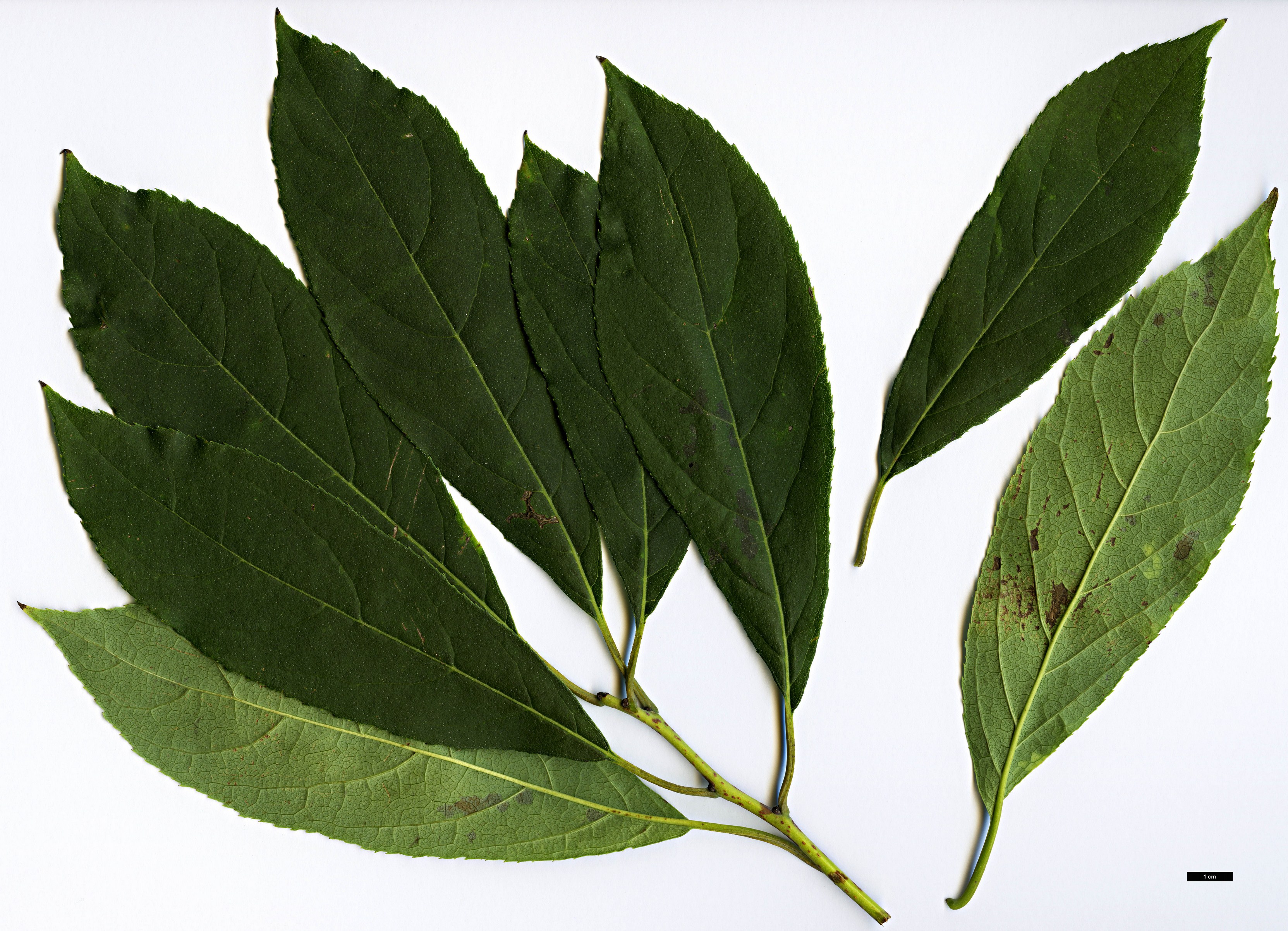 High resolution image: Family: Boraginaceae - Genus: Ehretia - Taxon: acuminata High resolution image: Family: Boraginaceae - Genus: Ehretia - Taxon: acuminata
