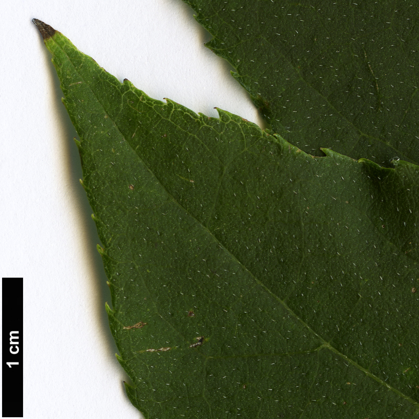High resolution image: Family: Boraginaceae - Genus: Ehretia - Taxon: acuminata High resolution image: Family: Boraginaceae - Genus: Ehretia - Taxon: acuminata