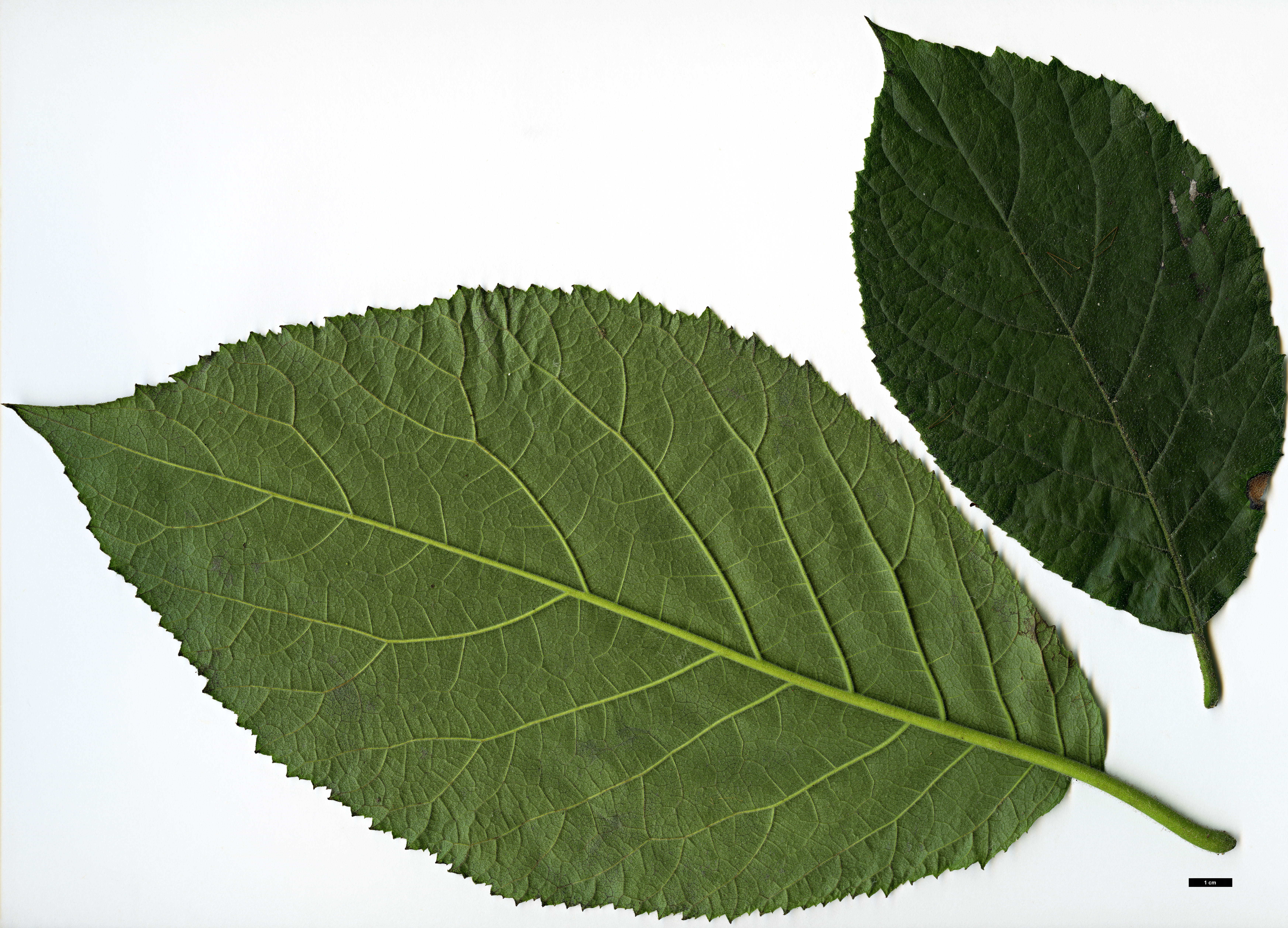 High resolution image: Family: Boraginaceae - Genus: Ehretia - Taxon: dicksonii High resolution image: Family: Boraginaceae - Genus: Ehretia - Taxon: dicksonii