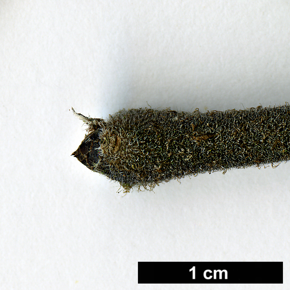 High resolution image: Family: Boraginaceae - Genus: Ehretia - Taxon: dicksonii High resolution image: Family: Boraginaceae - Genus: Ehretia - Taxon: dicksonii