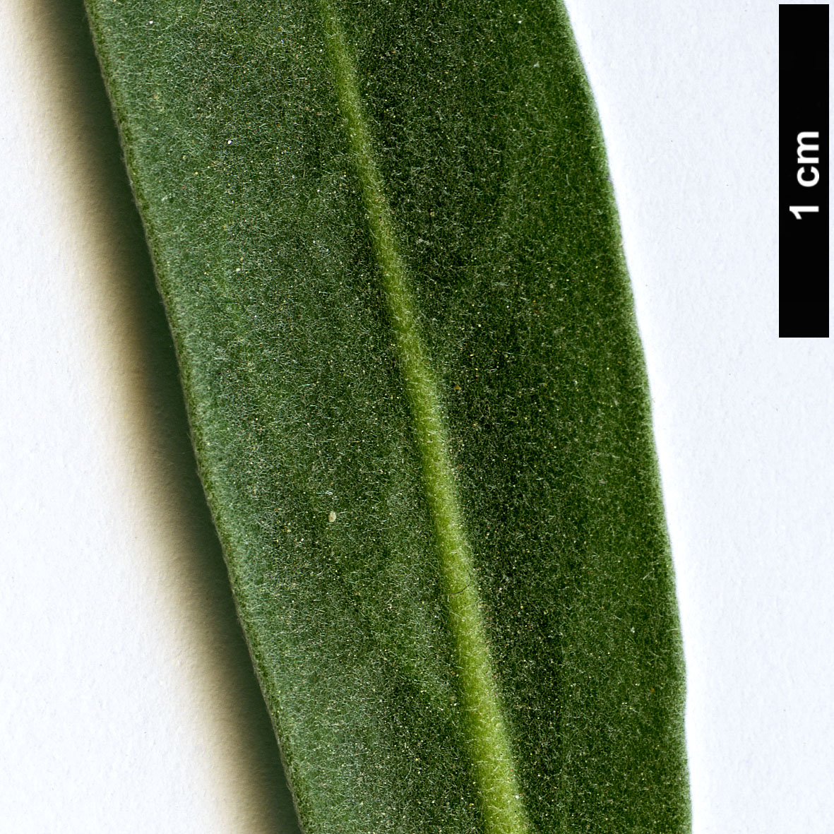High resolution image: Family: Brassicaceae - Genus: Matthiola - Taxon: incana High resolution image: Family: Brassicaceae - Genus: Matthiola - Taxon: incana