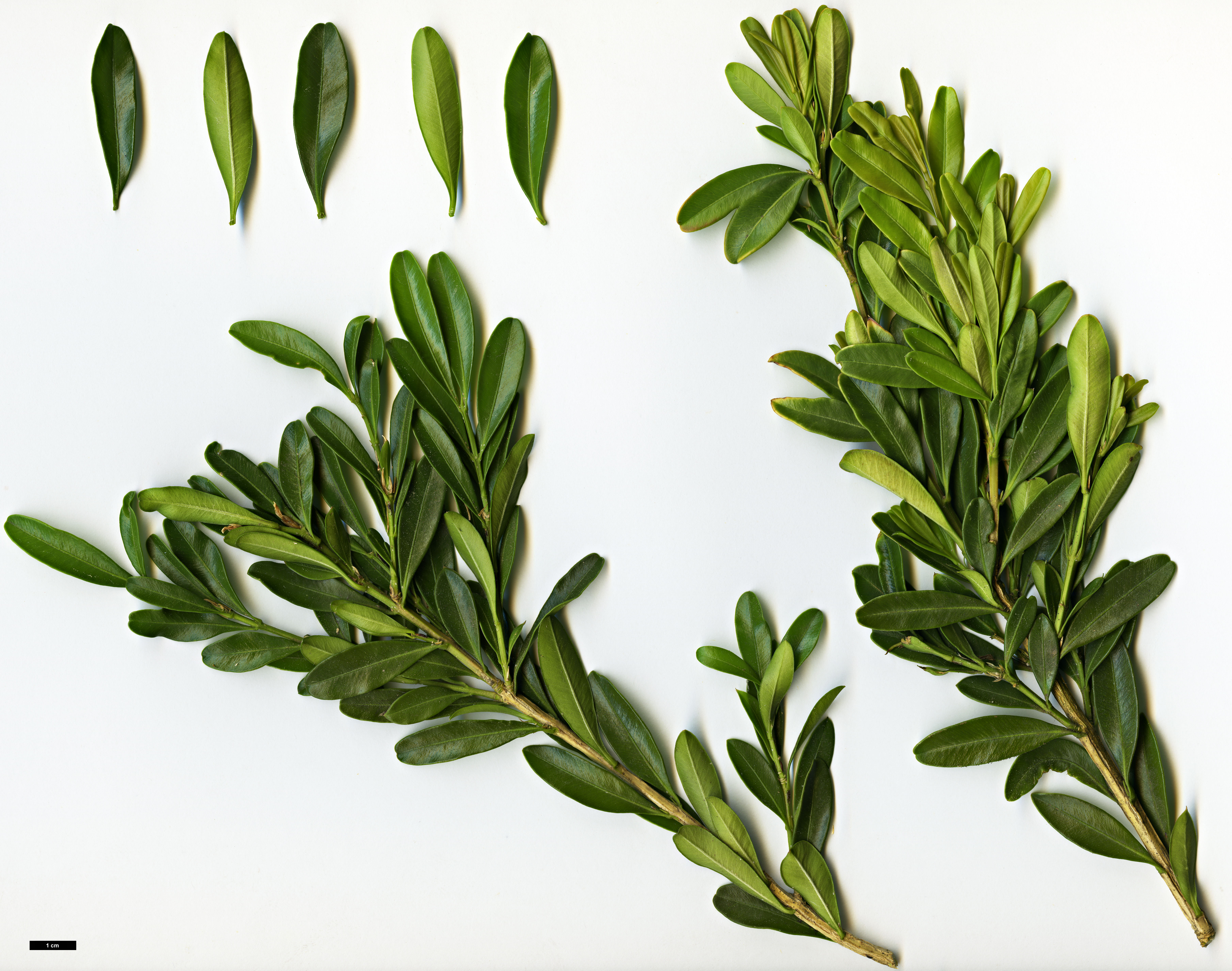 High resolution image: Family: Buxaceae - Genus: Buxus - Taxon: bodinieri High resolution image: Family: Buxaceae - Genus: Buxus - Taxon: bodinieri