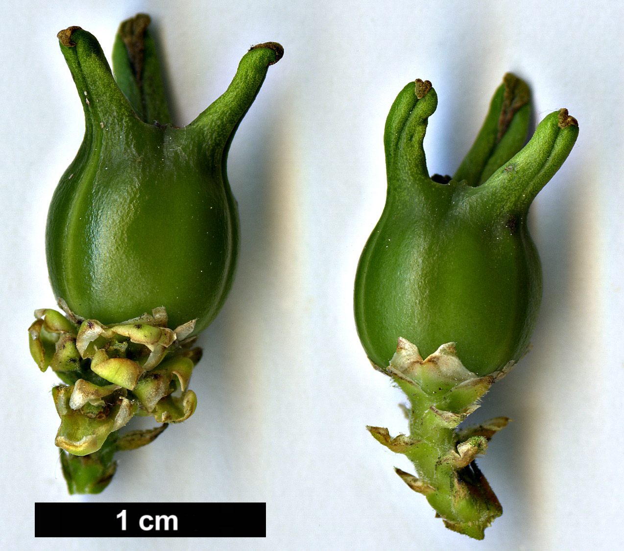 High resolution image: Family: Buxaceae - Genus: Buxus - Taxon: henryi High resolution image: Family: Buxaceae - Genus: Buxus - Taxon: henryi
