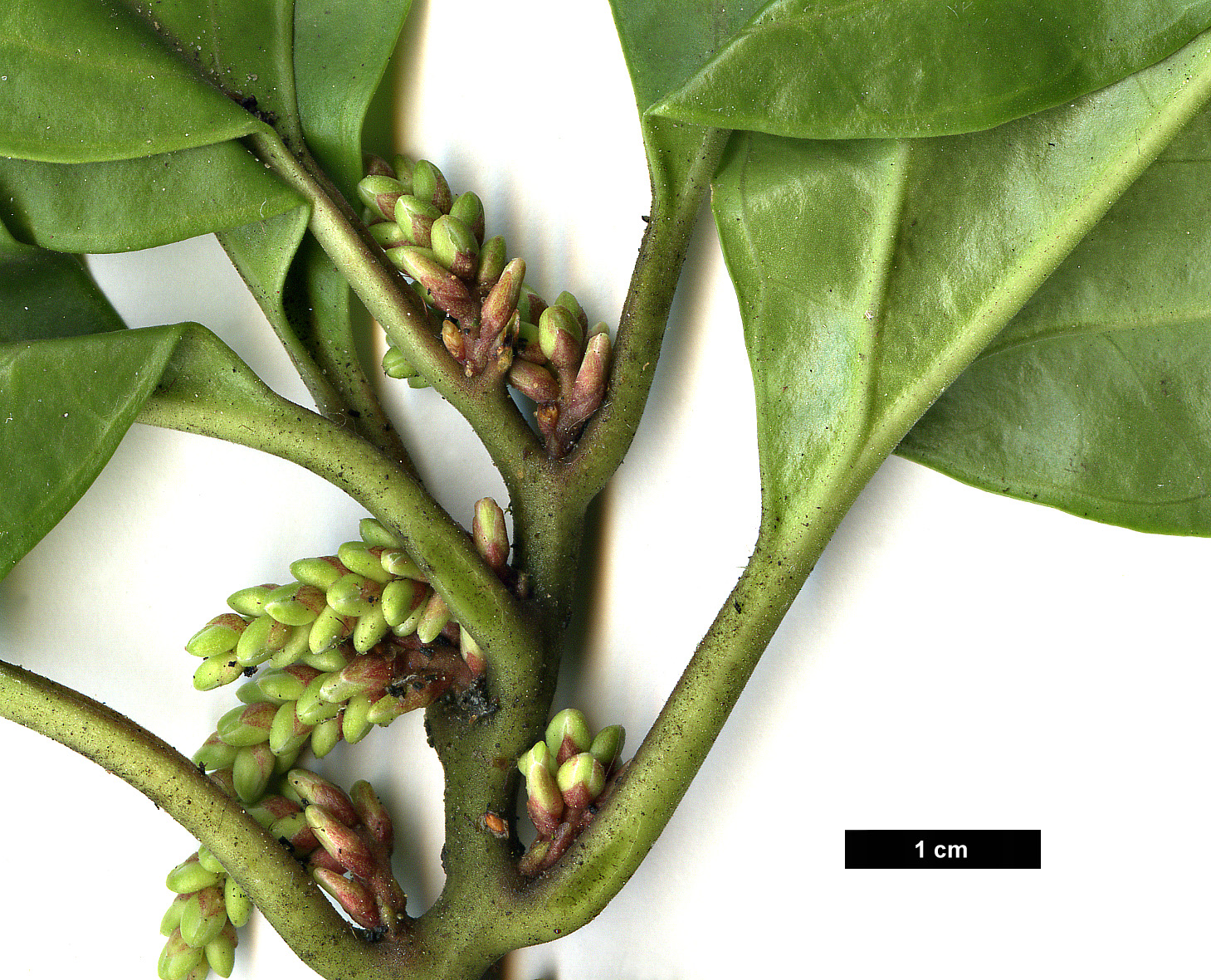 High resolution image: Family: Buxaceae - Genus: Pachysandra - Taxon: axillaris High resolution image: Family: Buxaceae - Genus: Pachysandra - Taxon: axillaris