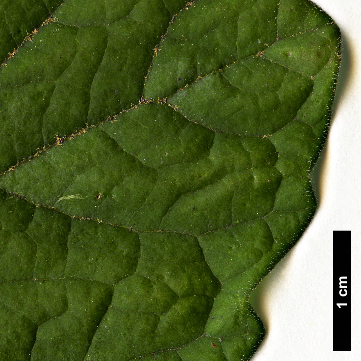 High resolution image: Family: Buxaceae - Genus: Pachysandra - Taxon: procumbens High resolution image: Family: Buxaceae - Genus: Pachysandra - Taxon: procumbens