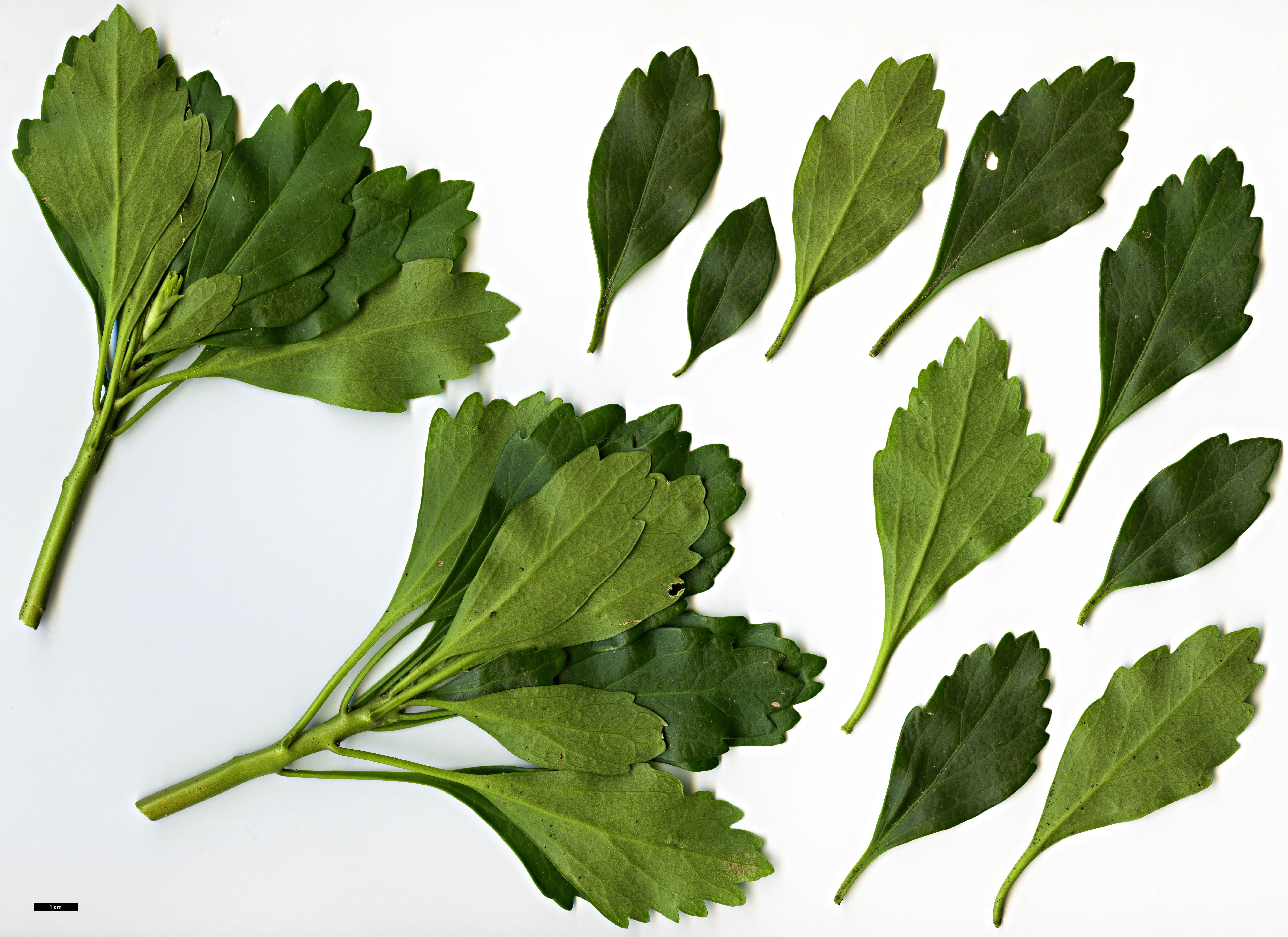 High resolution image: Family: Buxaceae - Genus: Pachysandra - Taxon: terminalis High resolution image: Family: Buxaceae - Genus: Pachysandra - Taxon: terminalis