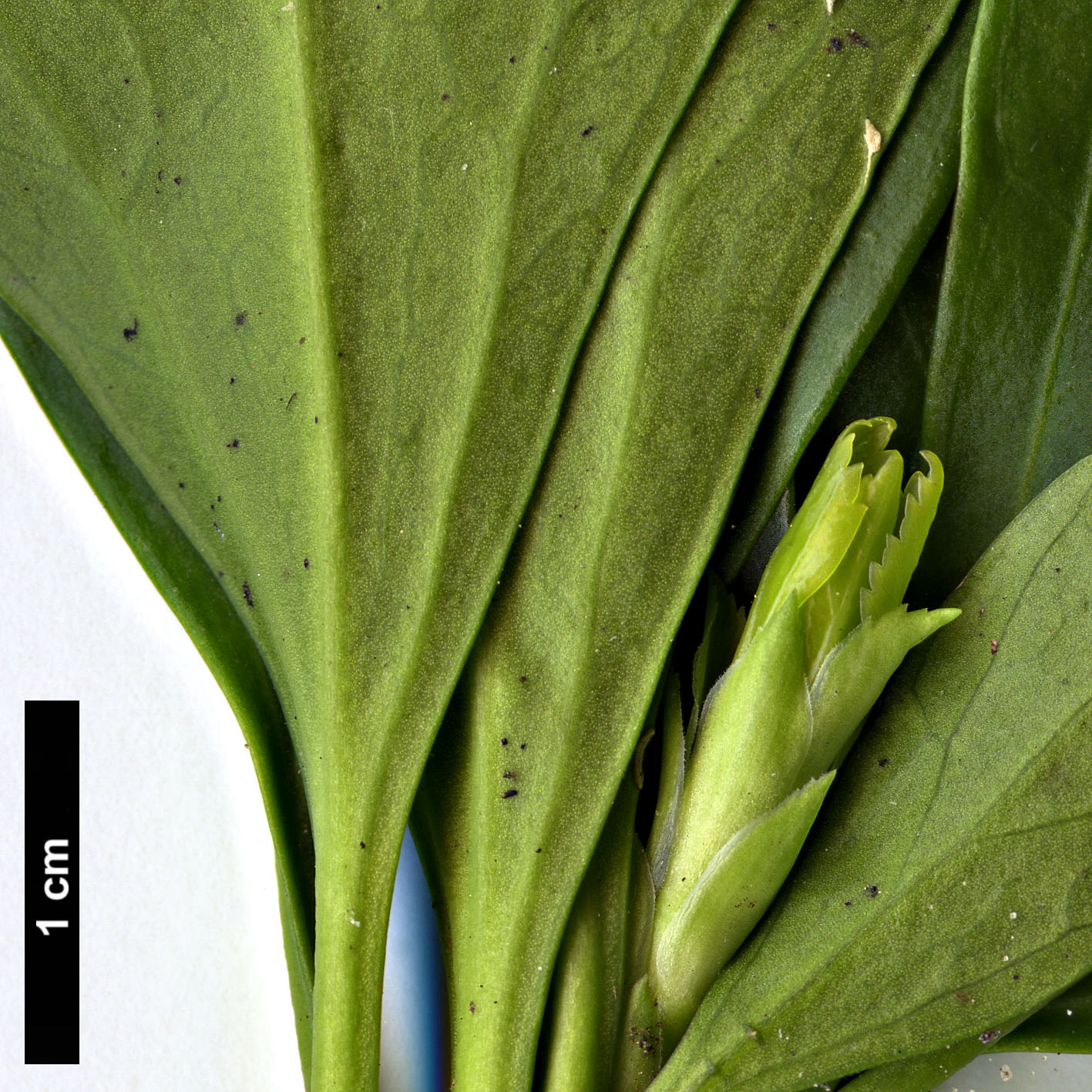 High resolution image: Family: Buxaceae - Genus: Pachysandra - Taxon: terminalis