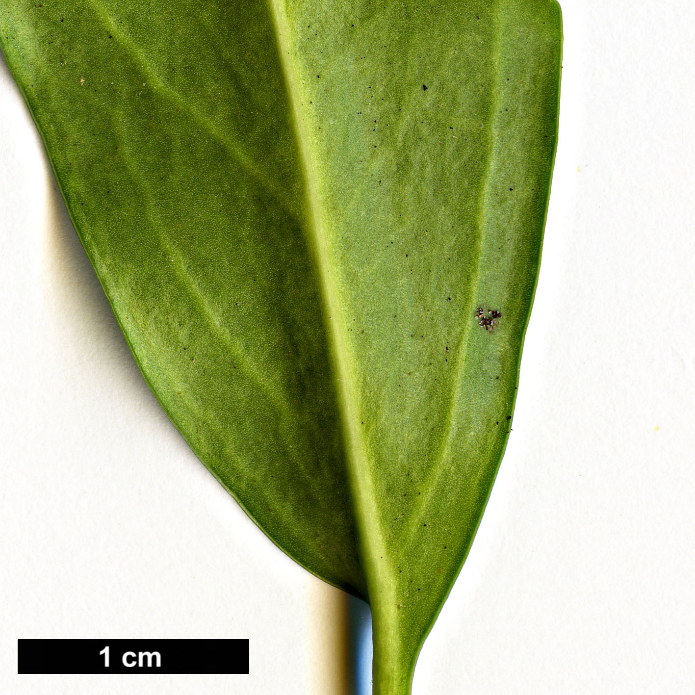 High resolution image: Family: Buxaceae - Genus: Sarcococca - Taxon: confusa High resolution image: Family: Buxaceae - Genus: Sarcococca - Taxon: confusa