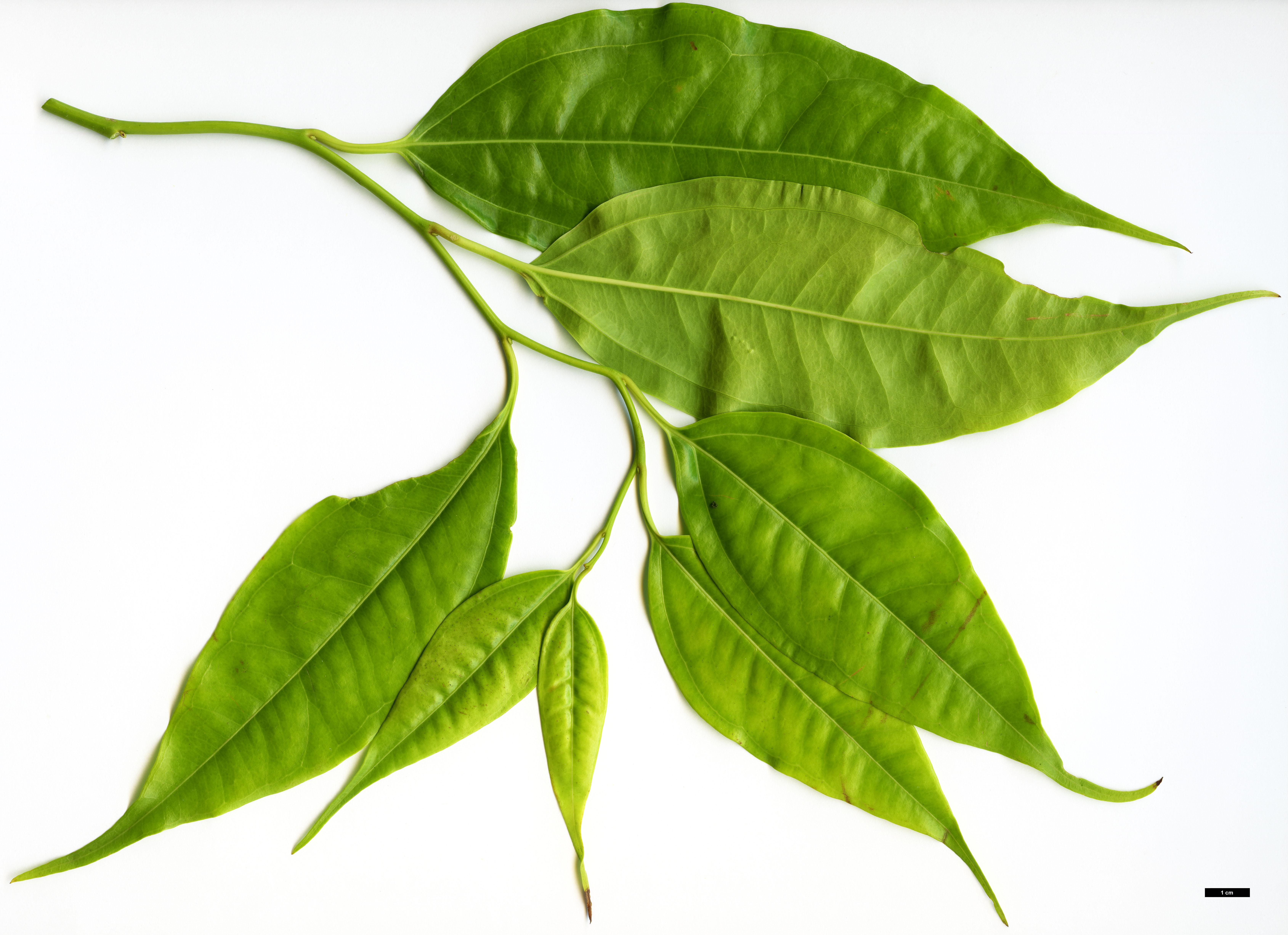 High resolution image: Family: Buxaceae - Genus: Sarcococca - Taxon: coriacea