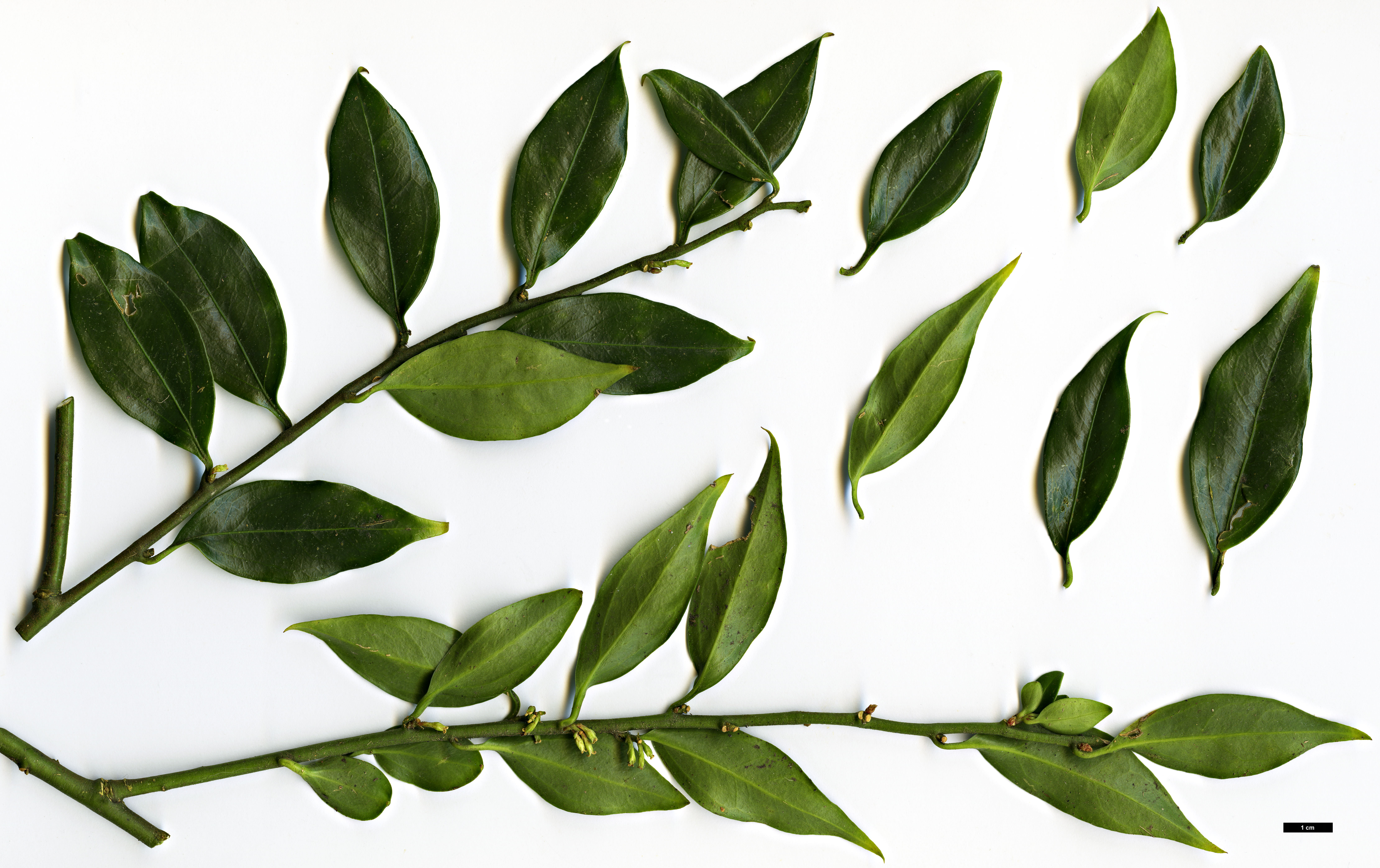 High resolution image: Family: Buxaceae - Genus: Sarcococca - Taxon: ruscifolia High resolution image: Family: Buxaceae - Genus: Sarcococca - Taxon: ruscifolia