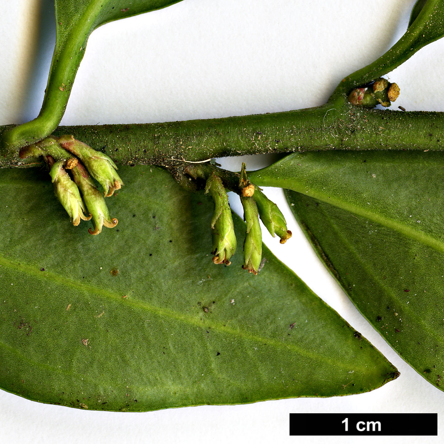 High resolution image: Family: Buxaceae - Genus: Sarcococca - Taxon: ruscifolia High resolution image: Family: Buxaceae - Genus: Sarcococca - Taxon: ruscifolia