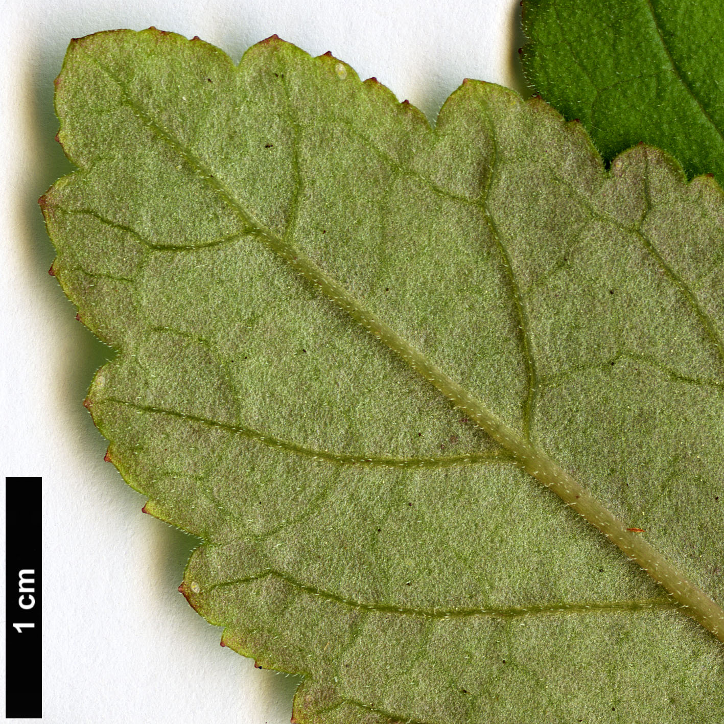 High resolution image: Family: Calceolariaceae - Genus: Jovellana - Taxon: sinclairii