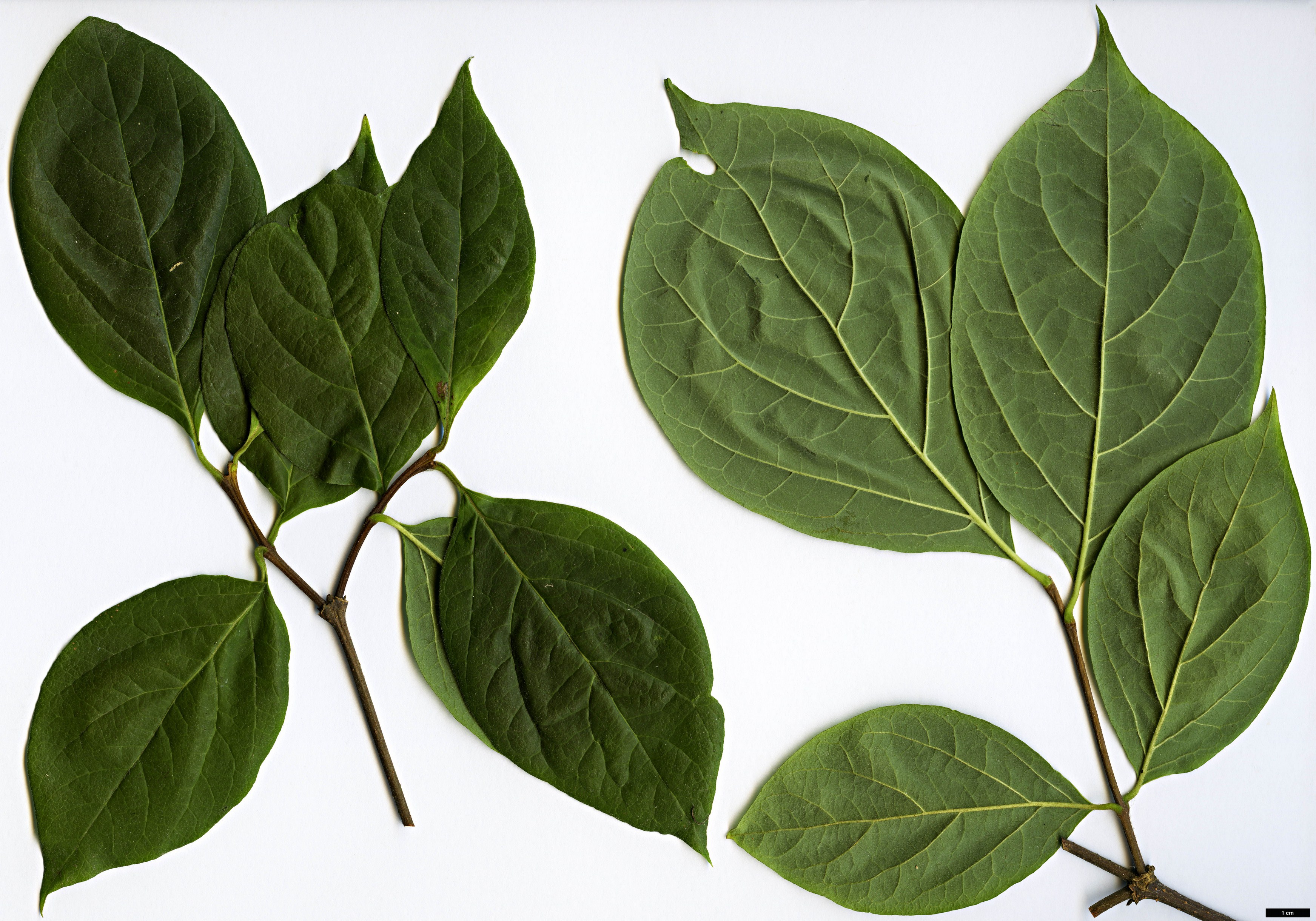 High resolution image: Family: Calycanthaceae - Genus: Calycanthus - Taxon: floridus High resolution image: Family: Calycanthaceae - Genus: Calycanthus - Taxon: floridus
