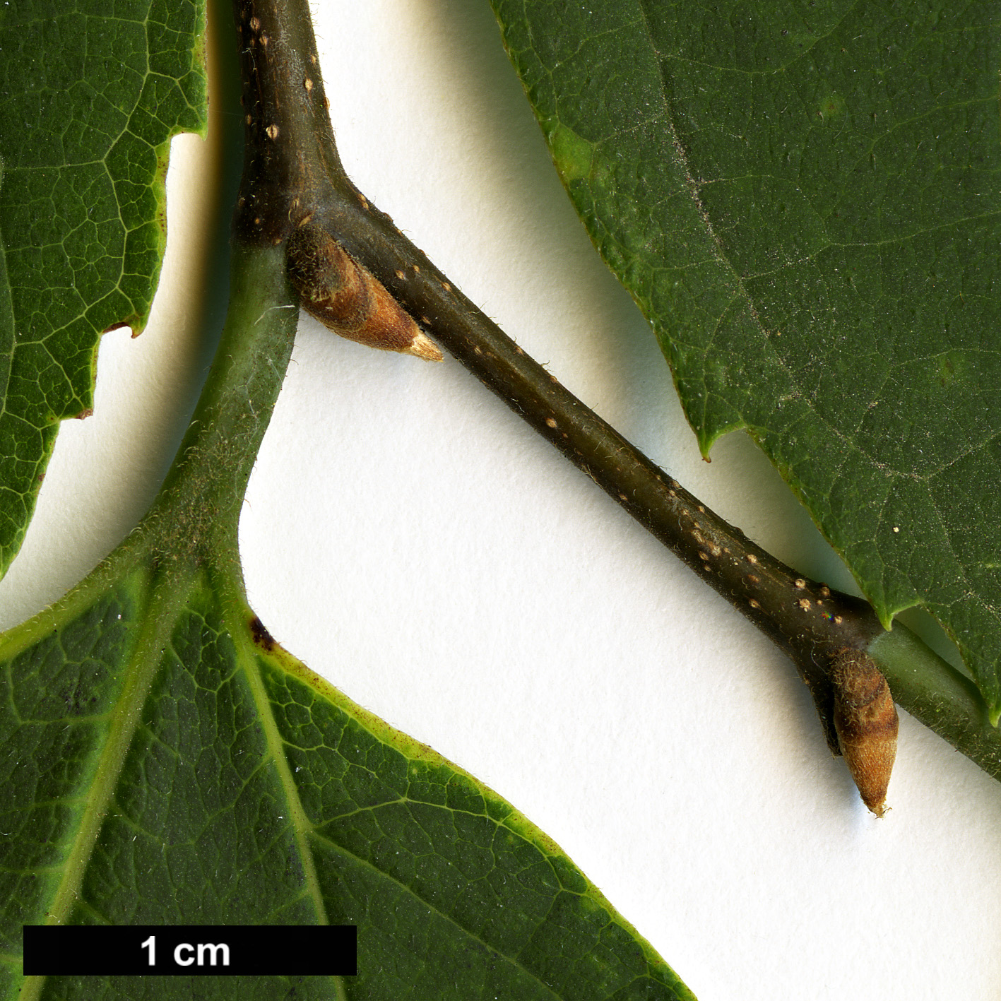 High resolution image: Family: Cannabaceae - Genus: Celtis - Taxon: koraiensis High resolution image: Family: Cannabaceae - Genus: Celtis - Taxon: koraiensis