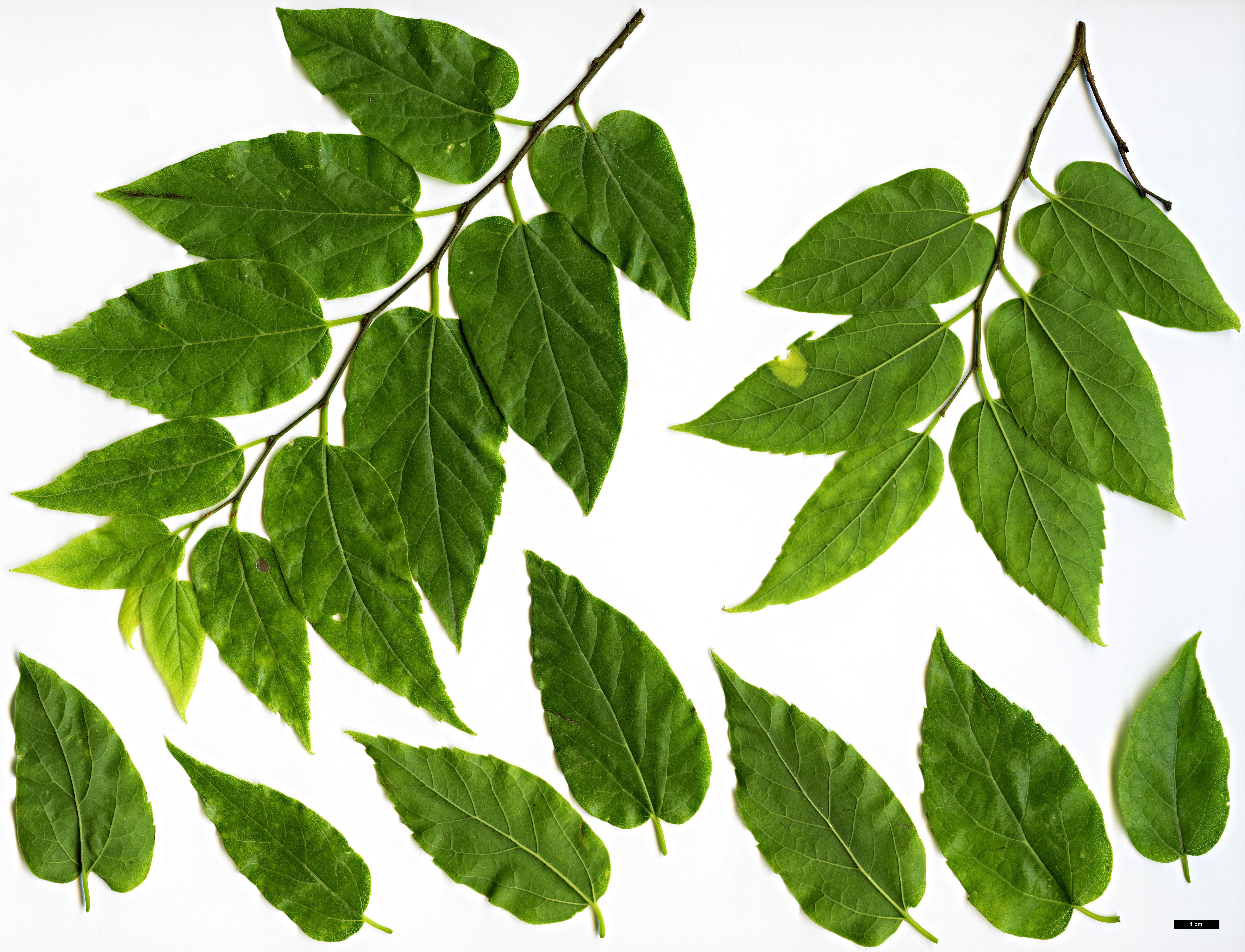 High resolution image: Family: Cannabaceae - Genus: Celtis - Taxon: laevigata High resolution image: Family: Cannabaceae - Genus: Celtis - Taxon: laevigata