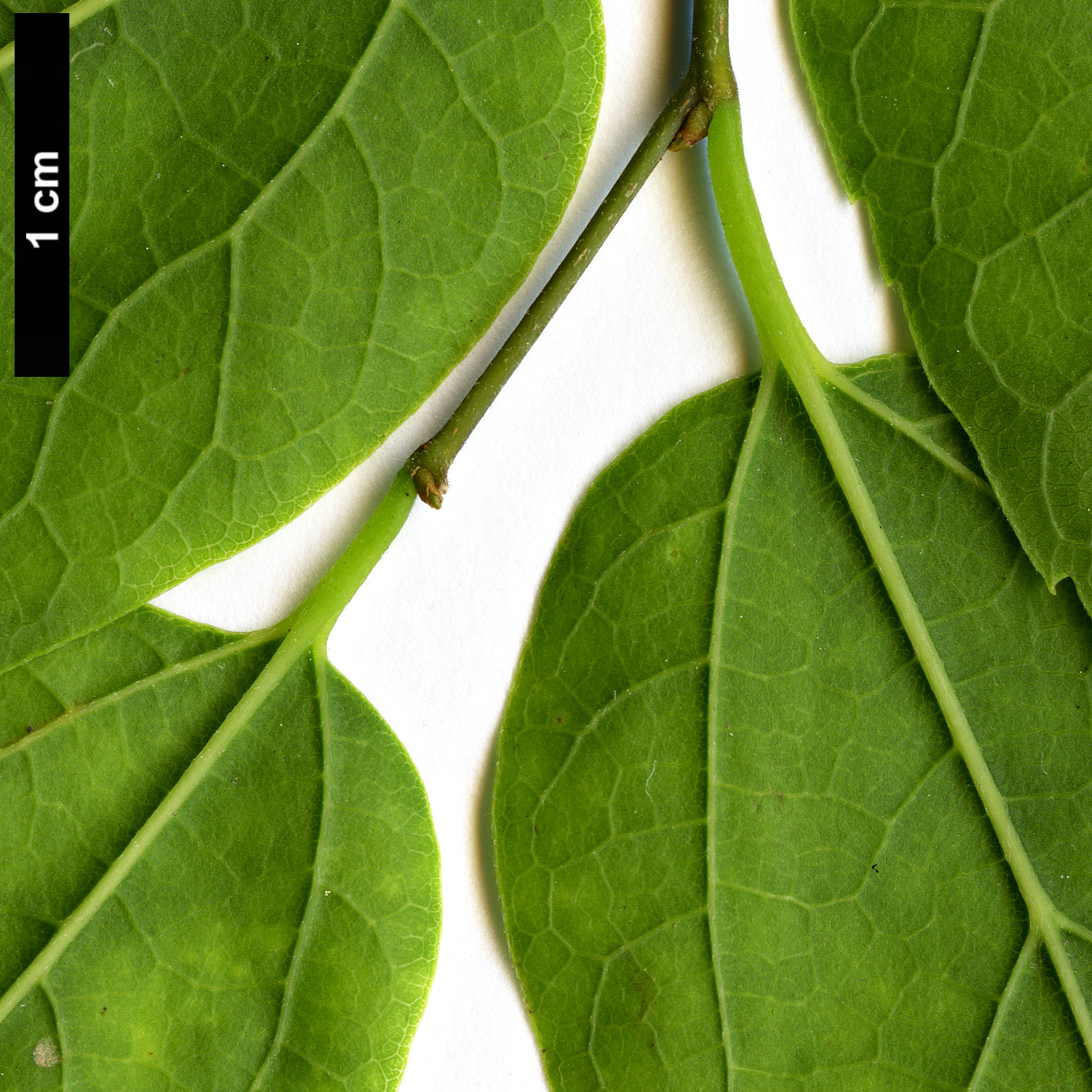 High resolution image: Family: Cannabaceae - Genus: Celtis - Taxon: laevigata High resolution image: Family: Cannabaceae - Genus: Celtis - Taxon: laevigata