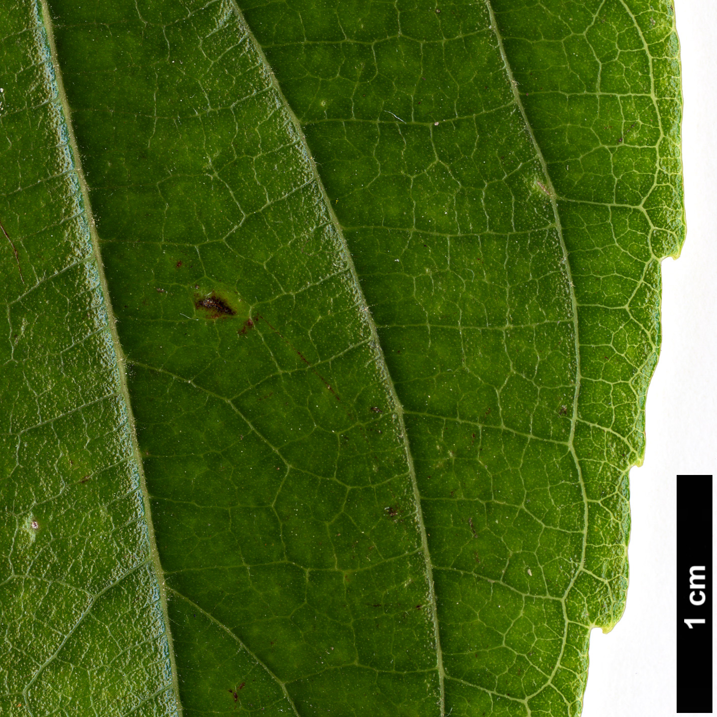 High resolution image: Family: Cannabaceae - Genus: Celtis - Taxon: tetrandra