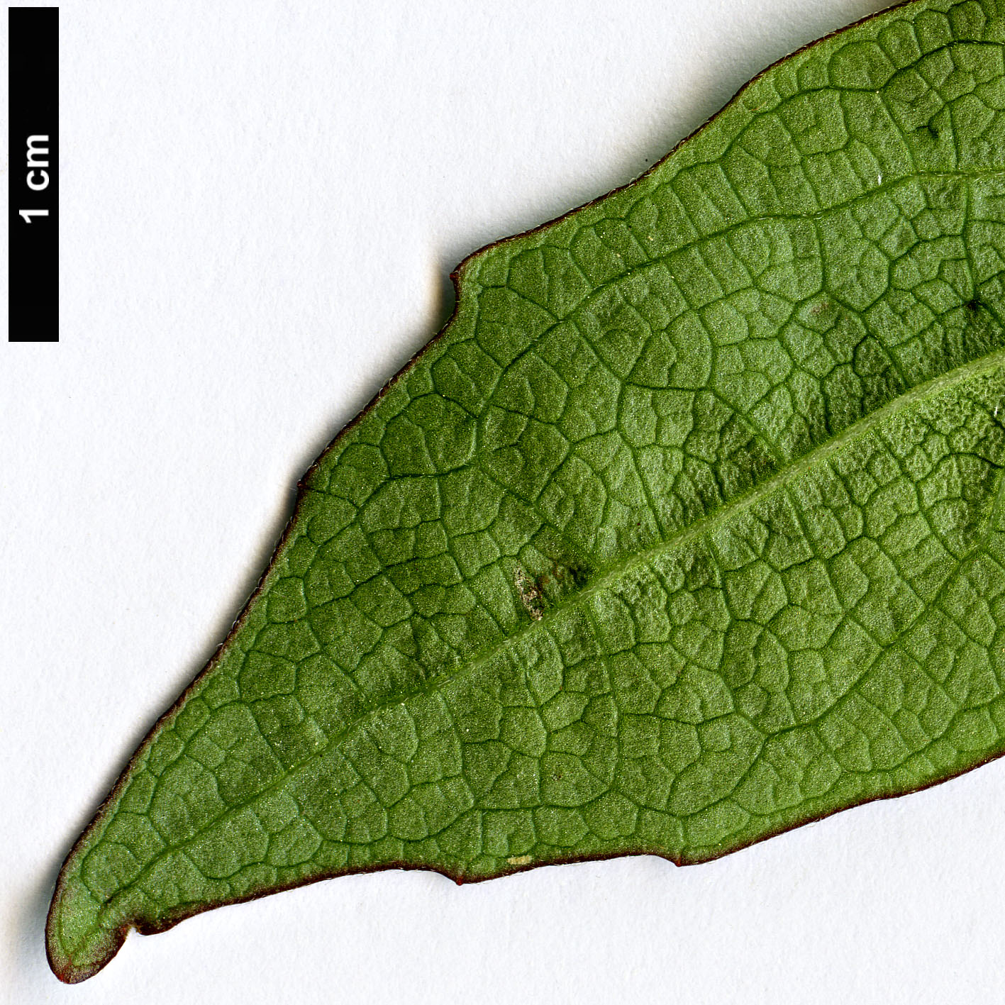 High resolution image: Family: Caprifoliaceae - Genus: Diabelia - Taxon: spathulata High resolution image: Family: Caprifoliaceae - Genus: Diabelia - Taxon: spathulata