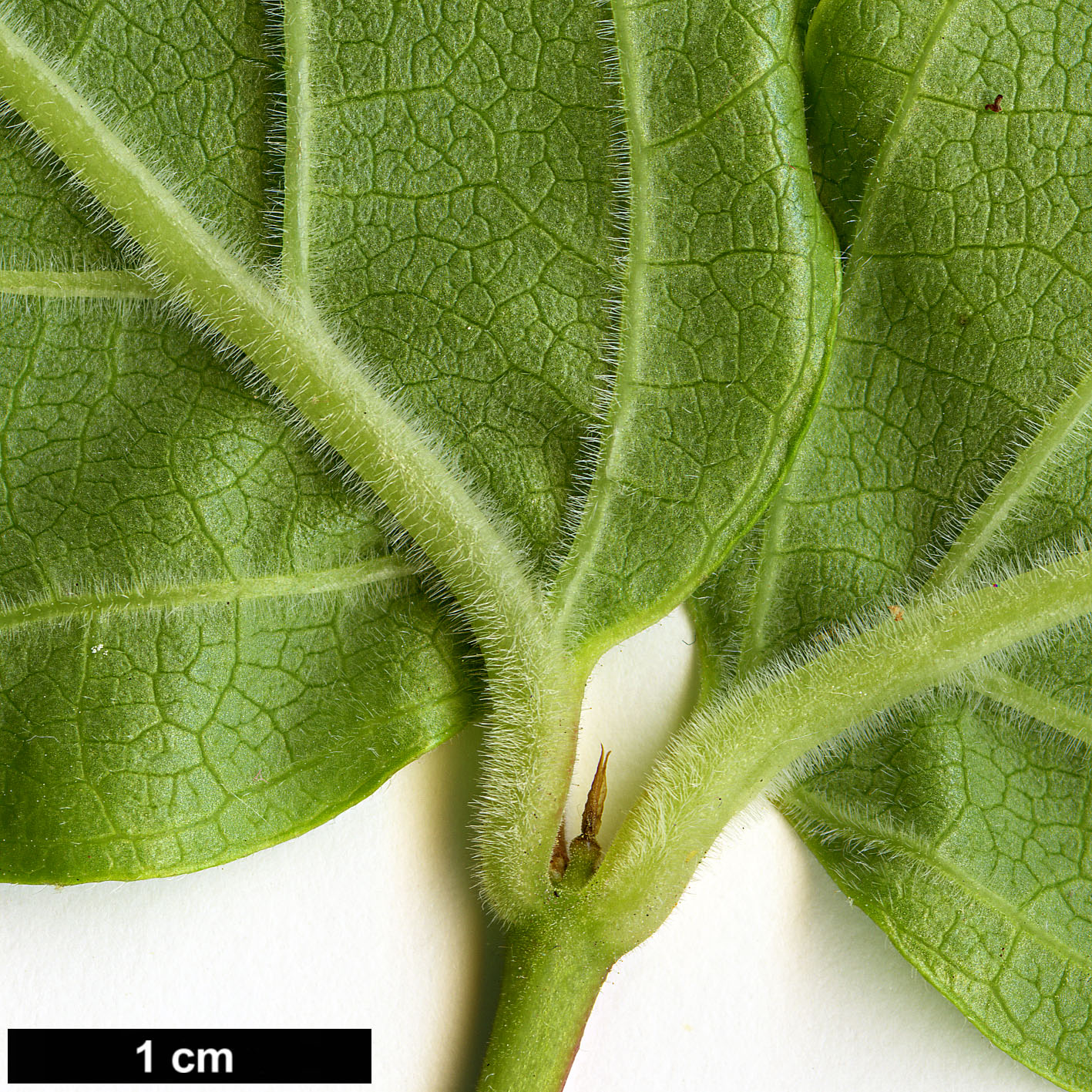 High resolution image: Family: Caprifoliaceae - Genus: Dipelta - Taxon: floribunda