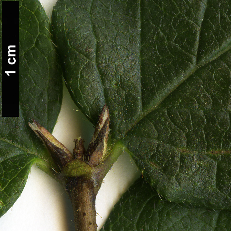 High resolution image: Family: Caprifoliaceae - Genus: Lonicera - Taxon: ferdinandii High resolution image: Family: Caprifoliaceae - Genus: Lonicera - Taxon: ferdinandii