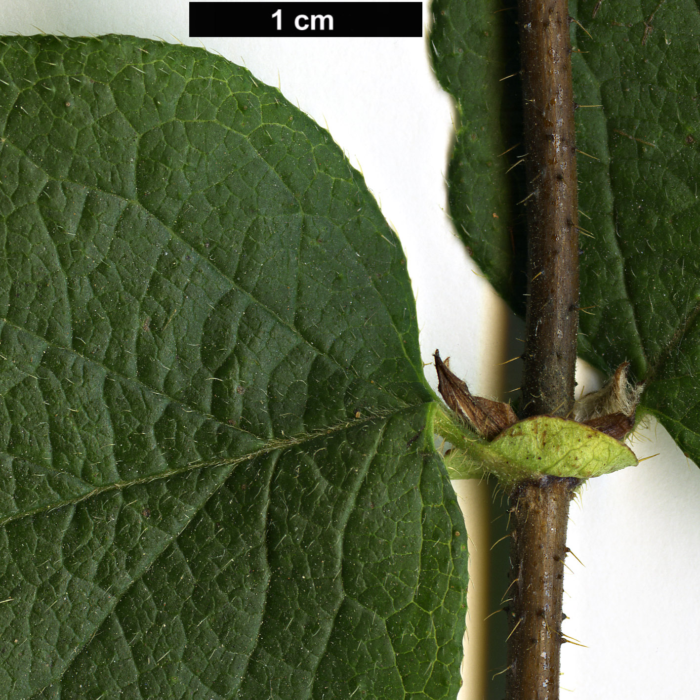 High resolution image: Family: Caprifoliaceae - Genus: Lonicera - Taxon: ferdinandii High resolution image: Family: Caprifoliaceae - Genus: Lonicera - Taxon: ferdinandii