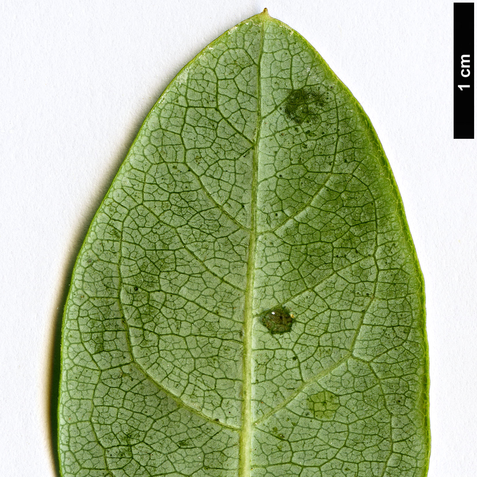 High resolution image: Family: Caprifoliaceae - Genus: Lonicera - Taxon: implexa High resolution image: Family: Caprifoliaceae - Genus: Lonicera - Taxon: implexa