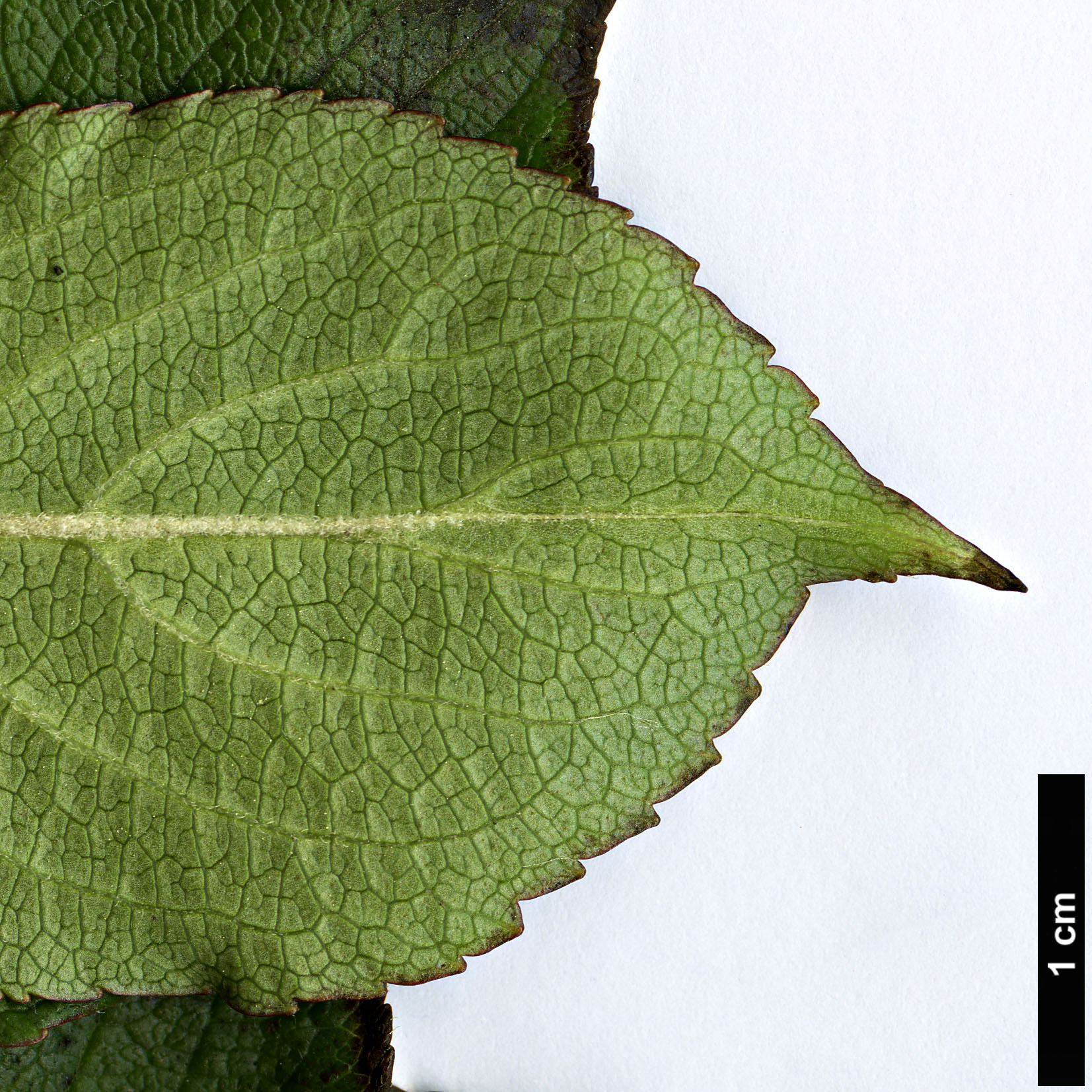 High resolution image: Family: Caprifoliaceae - Genus: Weigela - Taxon: florida