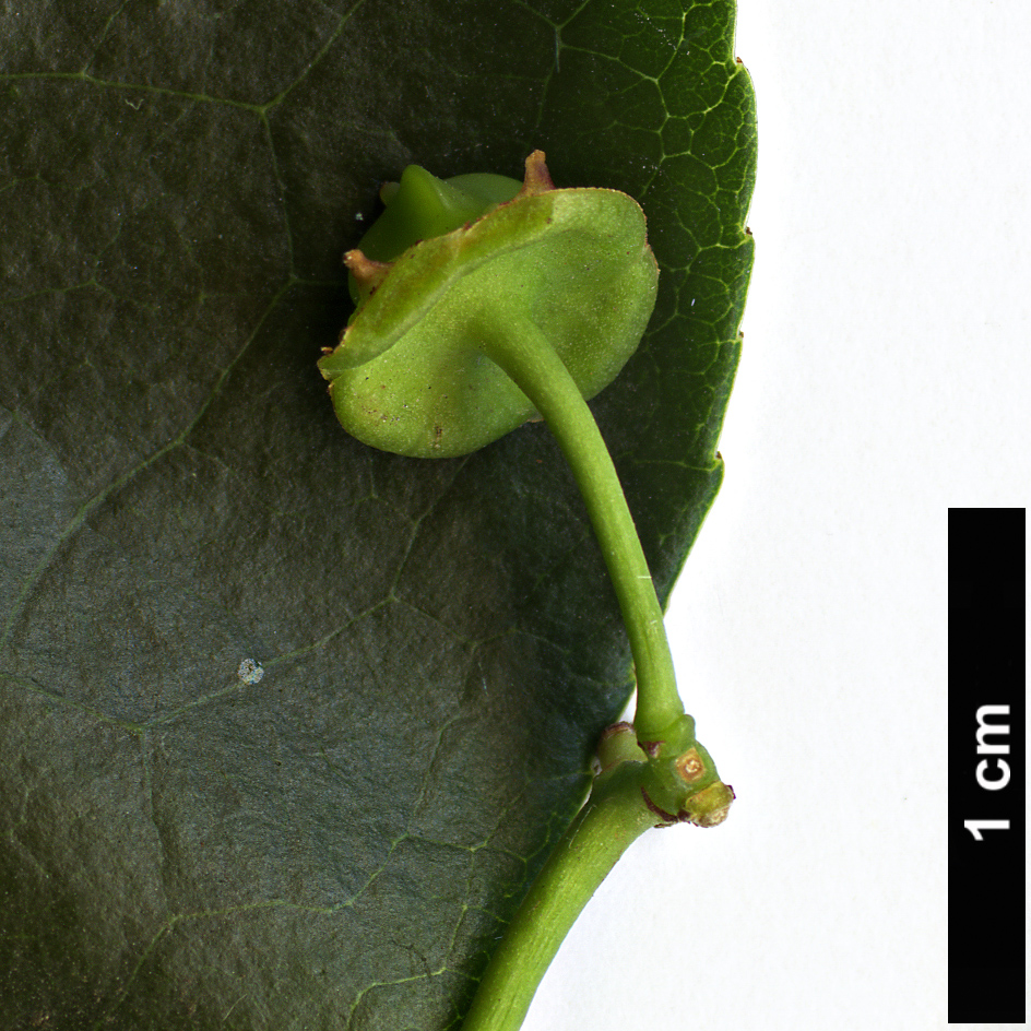 High resolution image: Family: Celastraceae - Genus: Euonymus - Taxon: carnosus