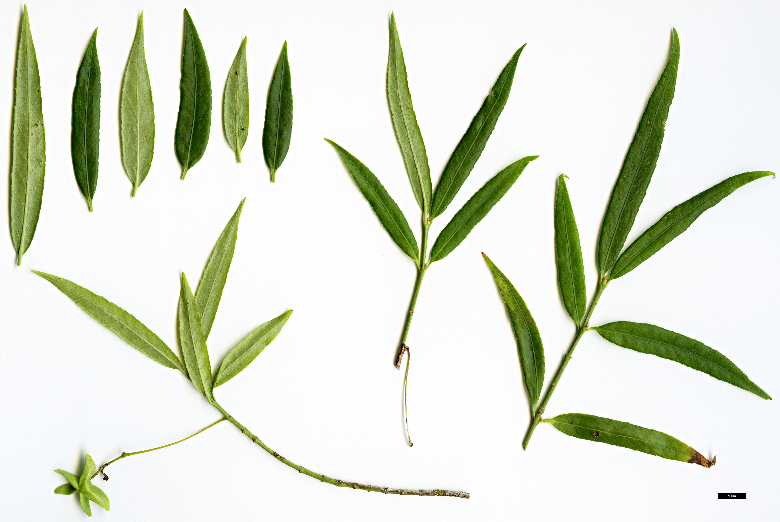 High resolution image: Family: Celastraceae - Genus: Euonymus - Taxon: clivicola High resolution image: Family: Celastraceae - Genus: Euonymus - Taxon: clivicola