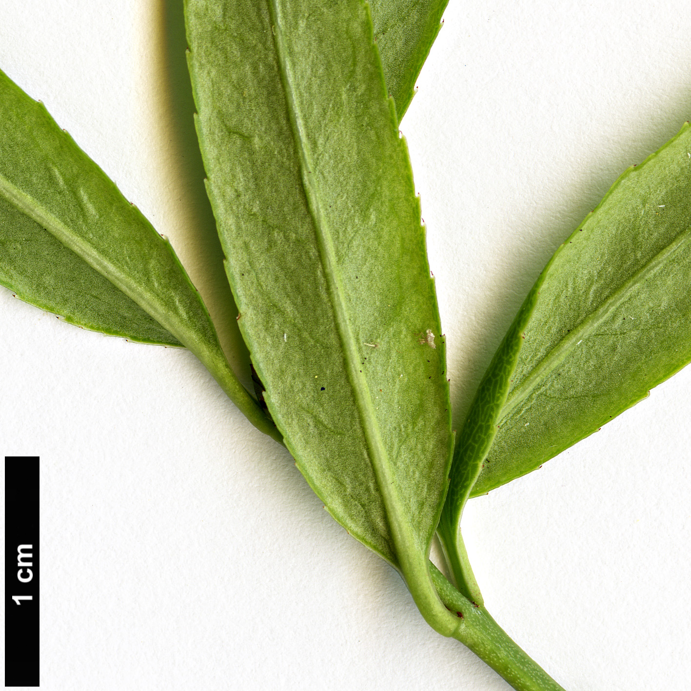 High resolution image: Family: Celastraceae - Genus: Euonymus - Taxon: clivicola High resolution image: Family: Celastraceae - Genus: Euonymus - Taxon: clivicola