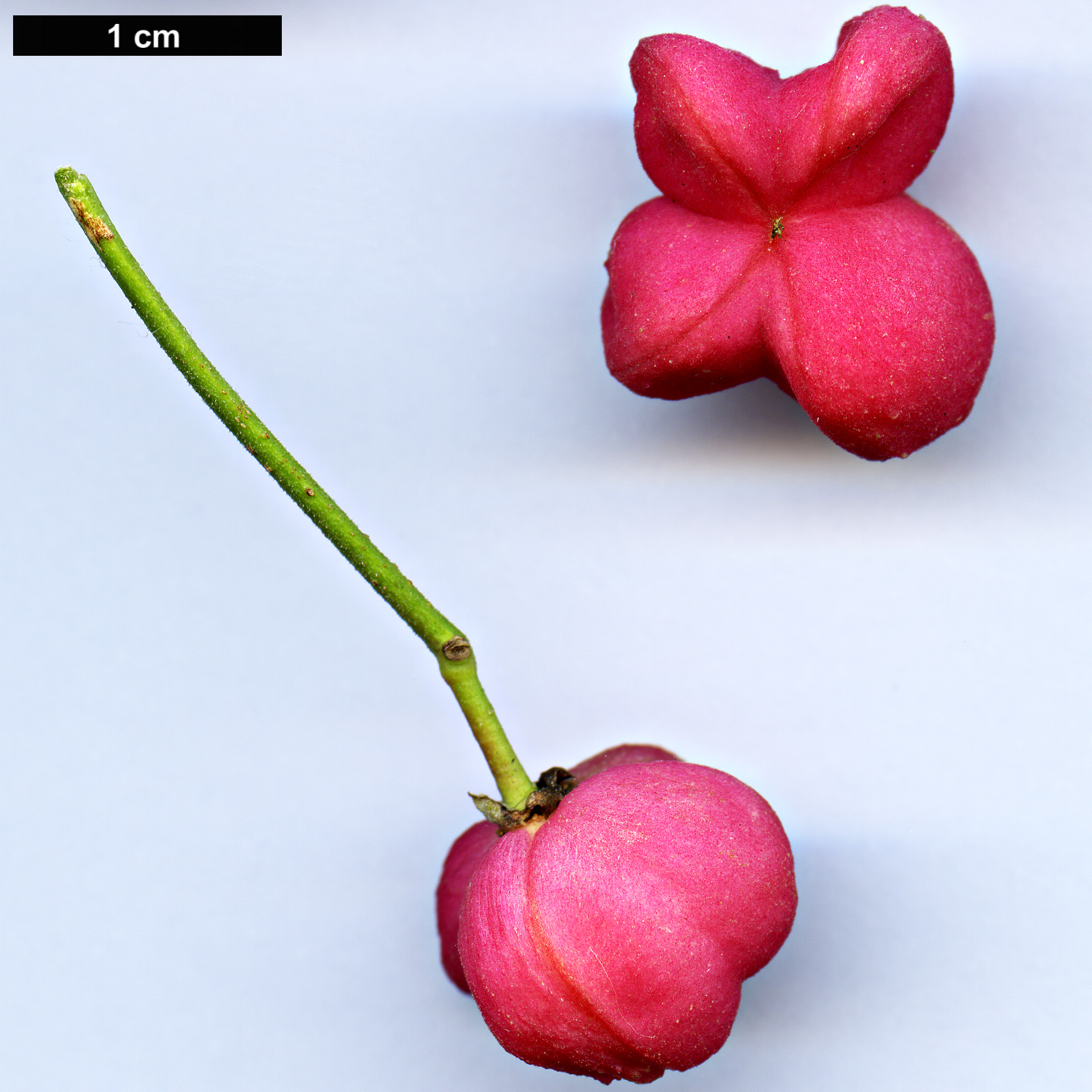 High resolution image: Family: Celastraceae - Genus: Euonymus - Taxon: europaeus High resolution image: Family: Celastraceae - Genus: Euonymus - Taxon: europaeus