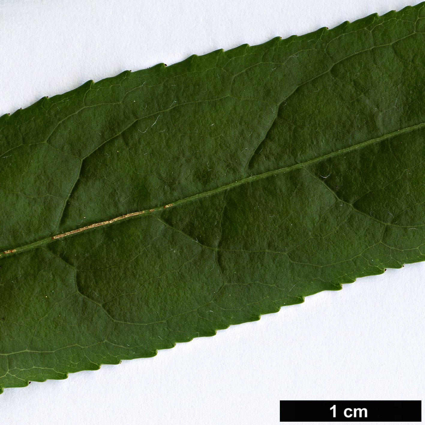 High resolution image: Family: Celastraceae - Genus: Euonymus - Taxon: huangii