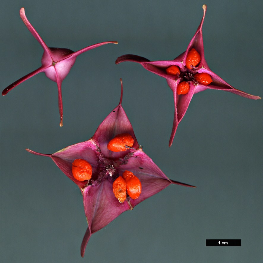 High resolution image: Family: Celastraceae - Genus: Euonymus - Taxon: macropterus