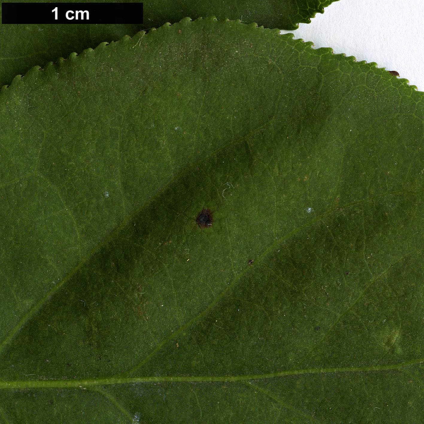 High resolution image: Family: Celastraceae - Genus: Euonymus - Taxon: maximowiczianus